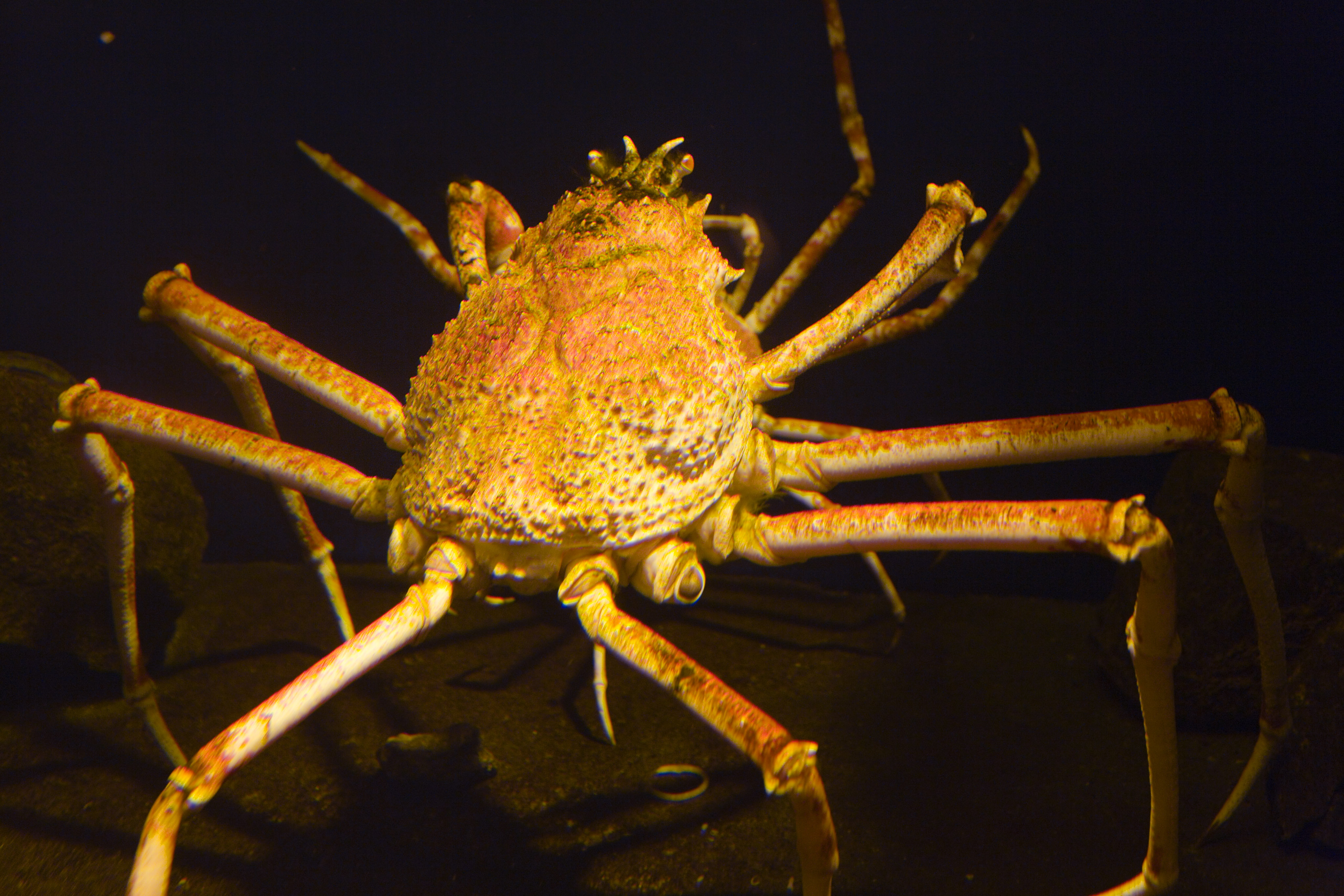 photo,material,free,landscape,picture,stock photo,Creative Commons,A giant spider crab, crab, , , 
