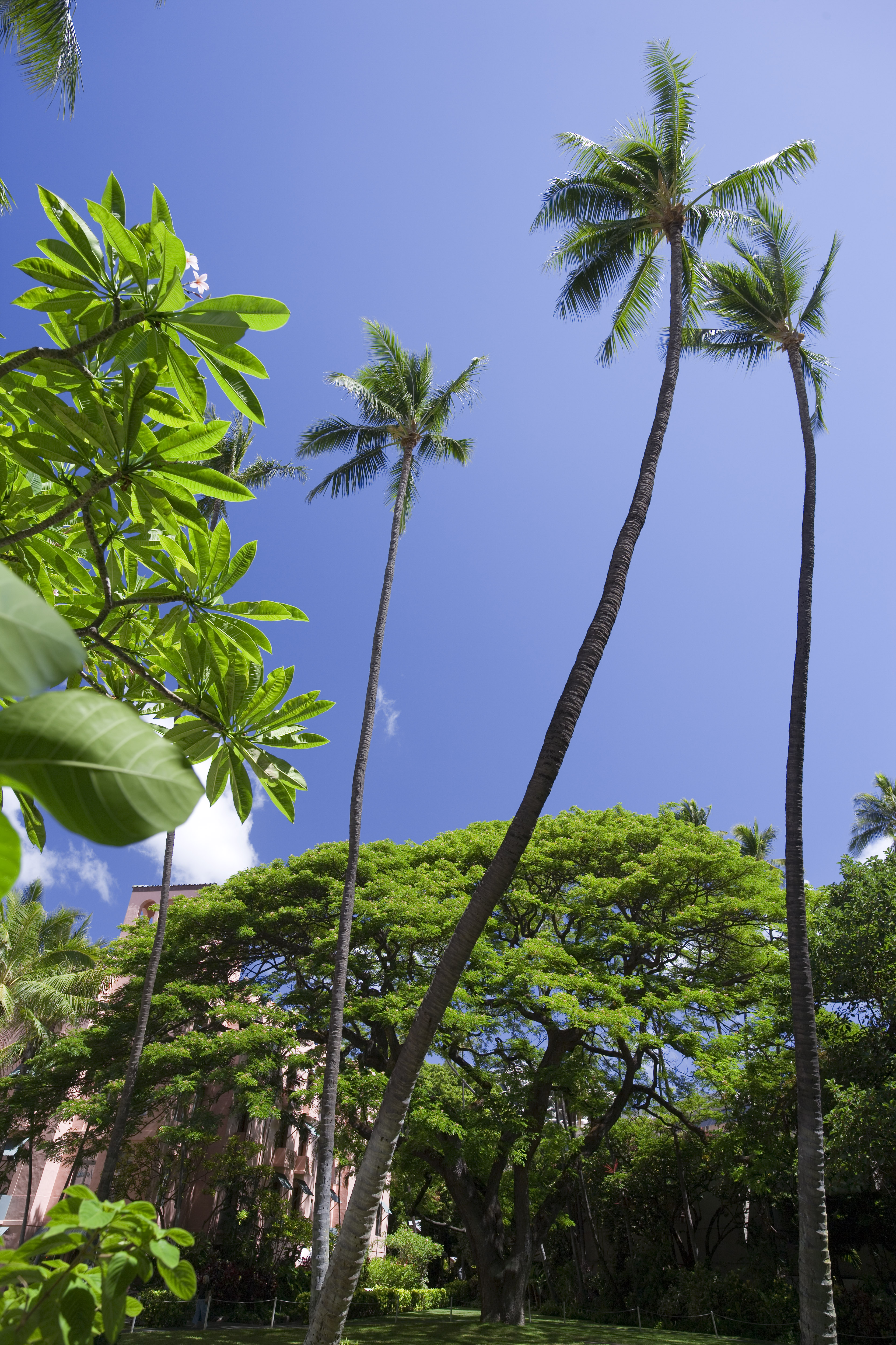 photo,material,free,landscape,picture,stock photo,Creative Commons,The Hawaiian sky, coconut tree, The sun, Lasi, blue sky