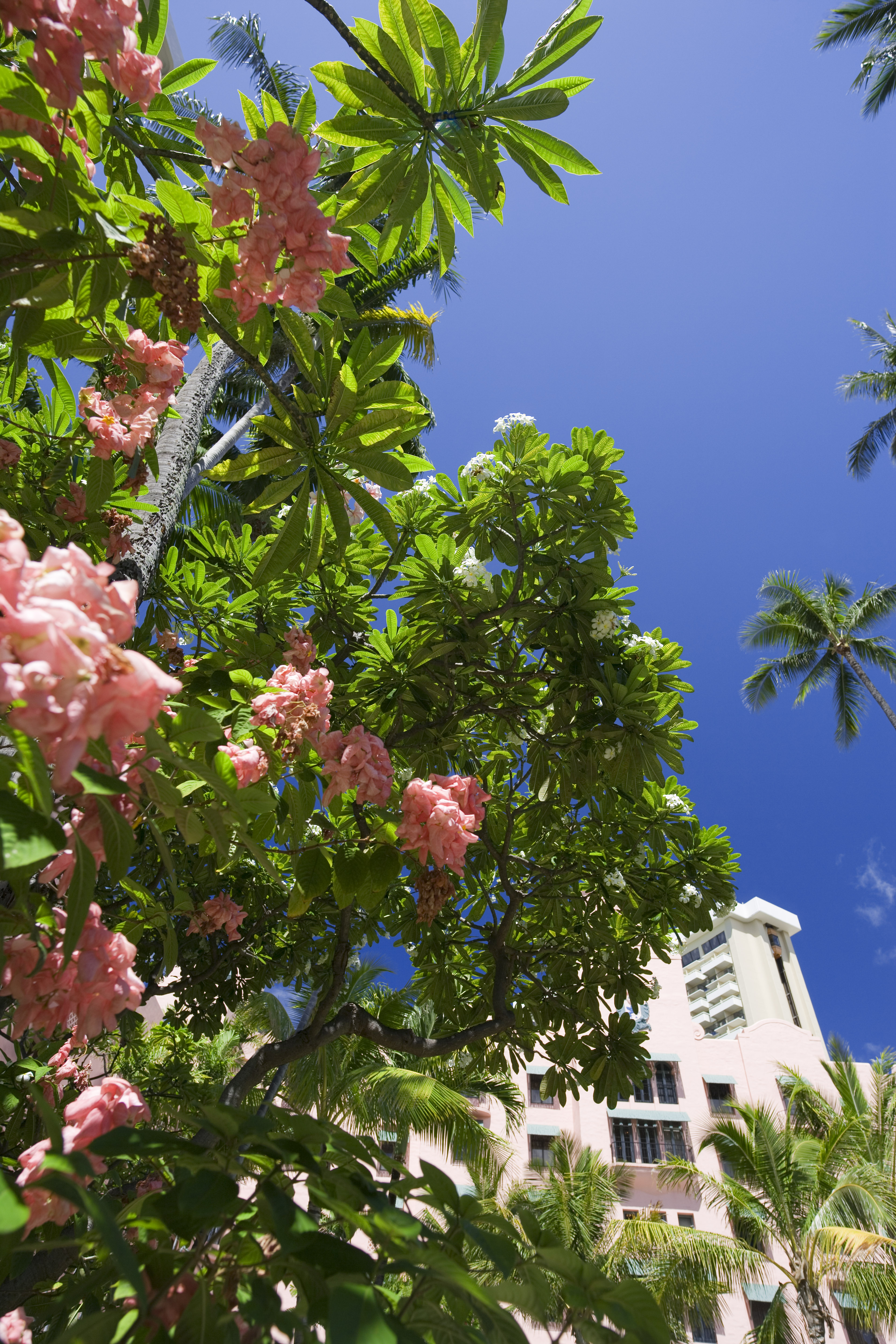 Foto, materieel, vrij, landschap, schilderstuk, bevoorraden foto,EEN Hawaiian bloem, Bloem, De tropische zone, Ik ben groen, Blauwe lucht