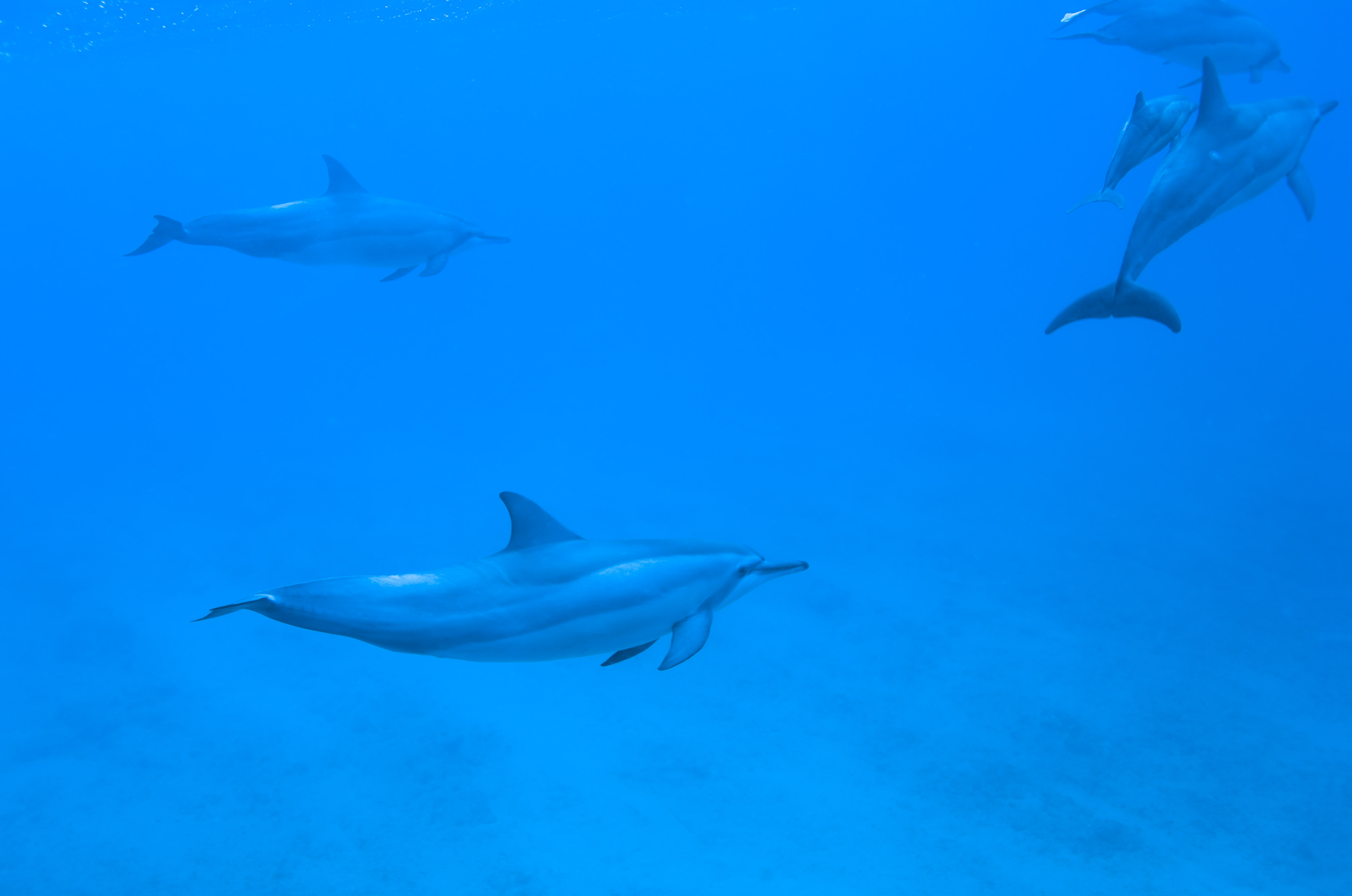 ゆんフリー写真素材集 No 2815 イルカの群れ アメリカ ハワイ