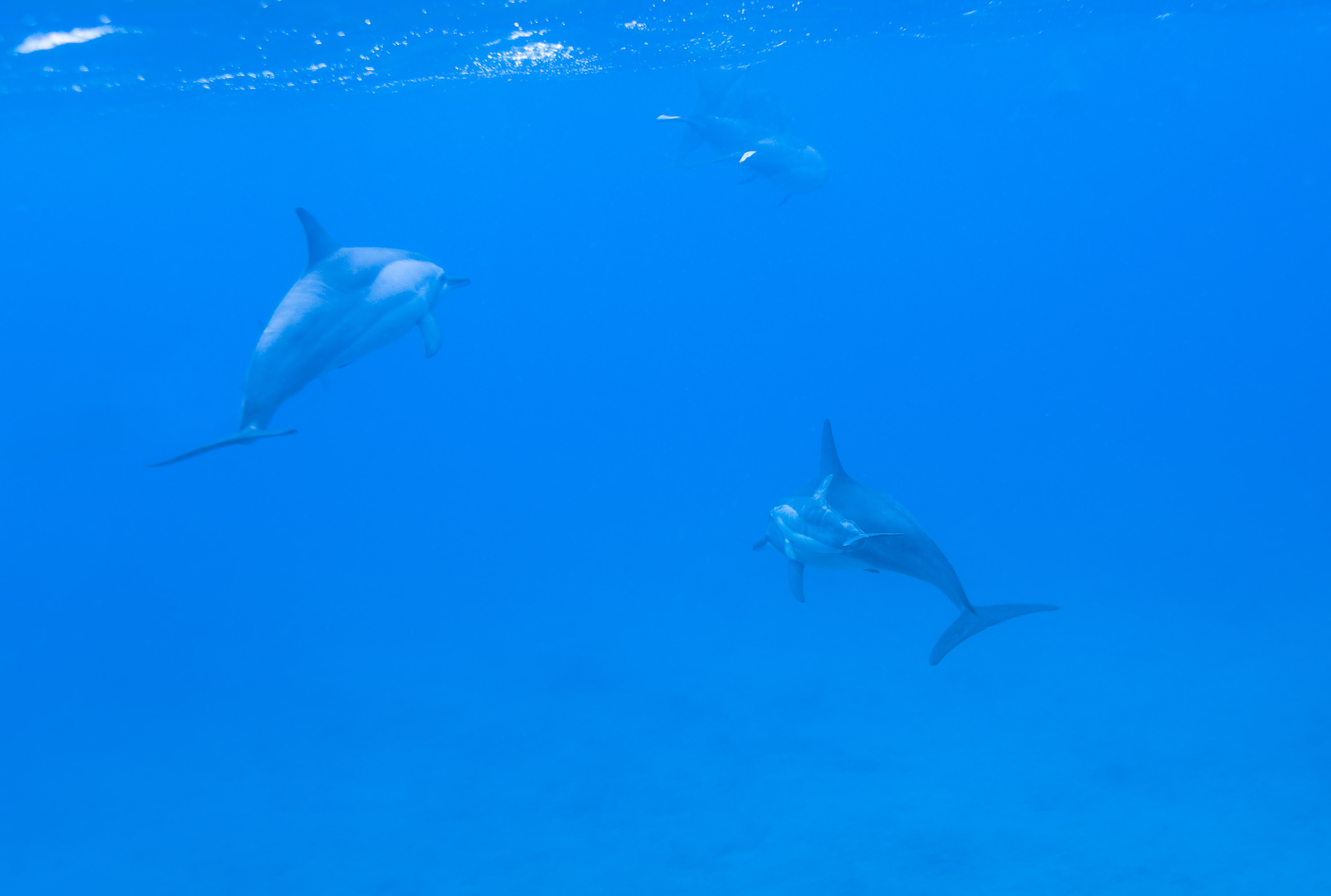 photo,material,free,landscape,picture,stock photo,Creative Commons,A flock of dolphins, Is there me?, dolphin, , In the water