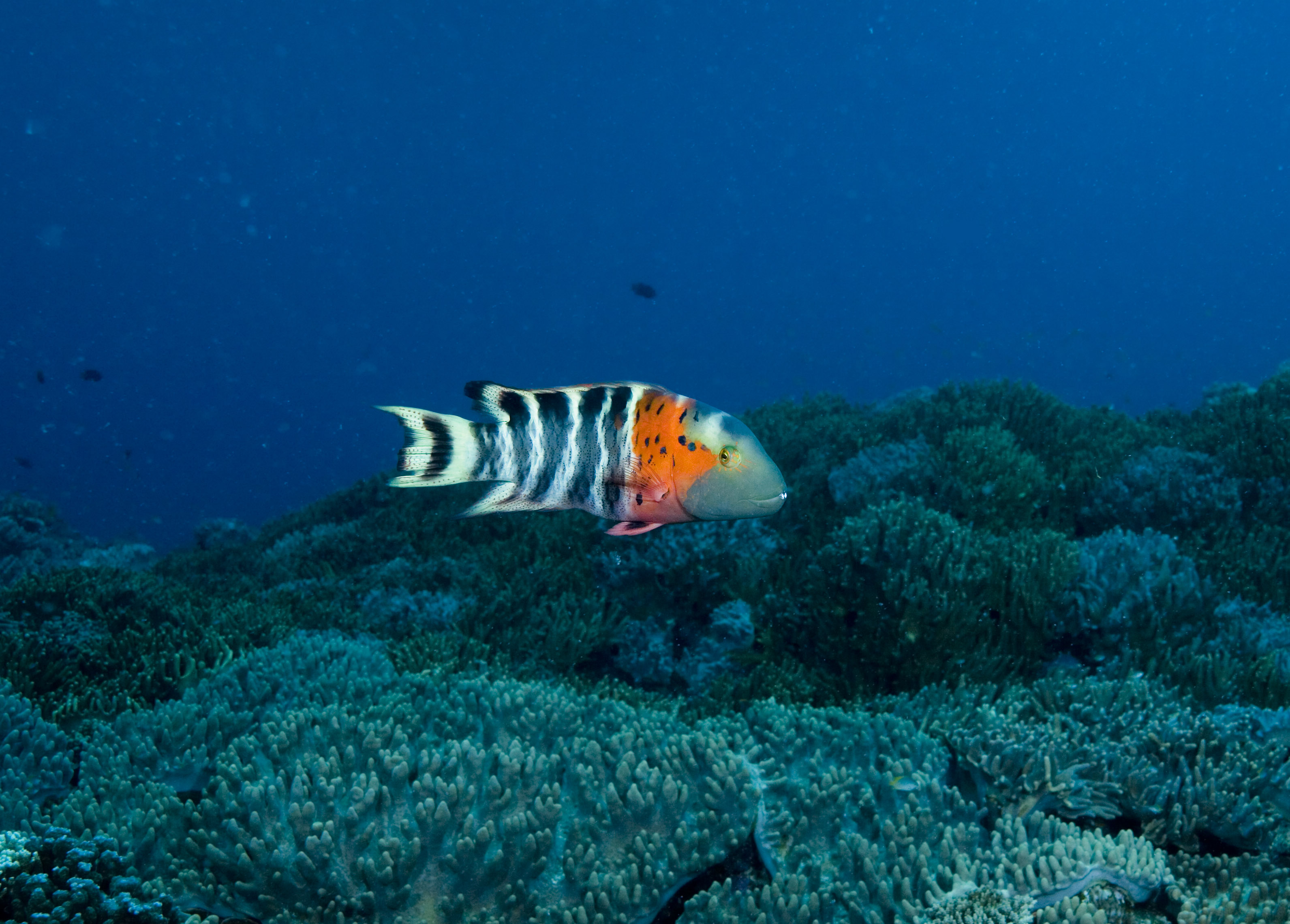 ゆんフリー写真素材集 No 2865 サンゴと熱帯魚 日本 沖縄