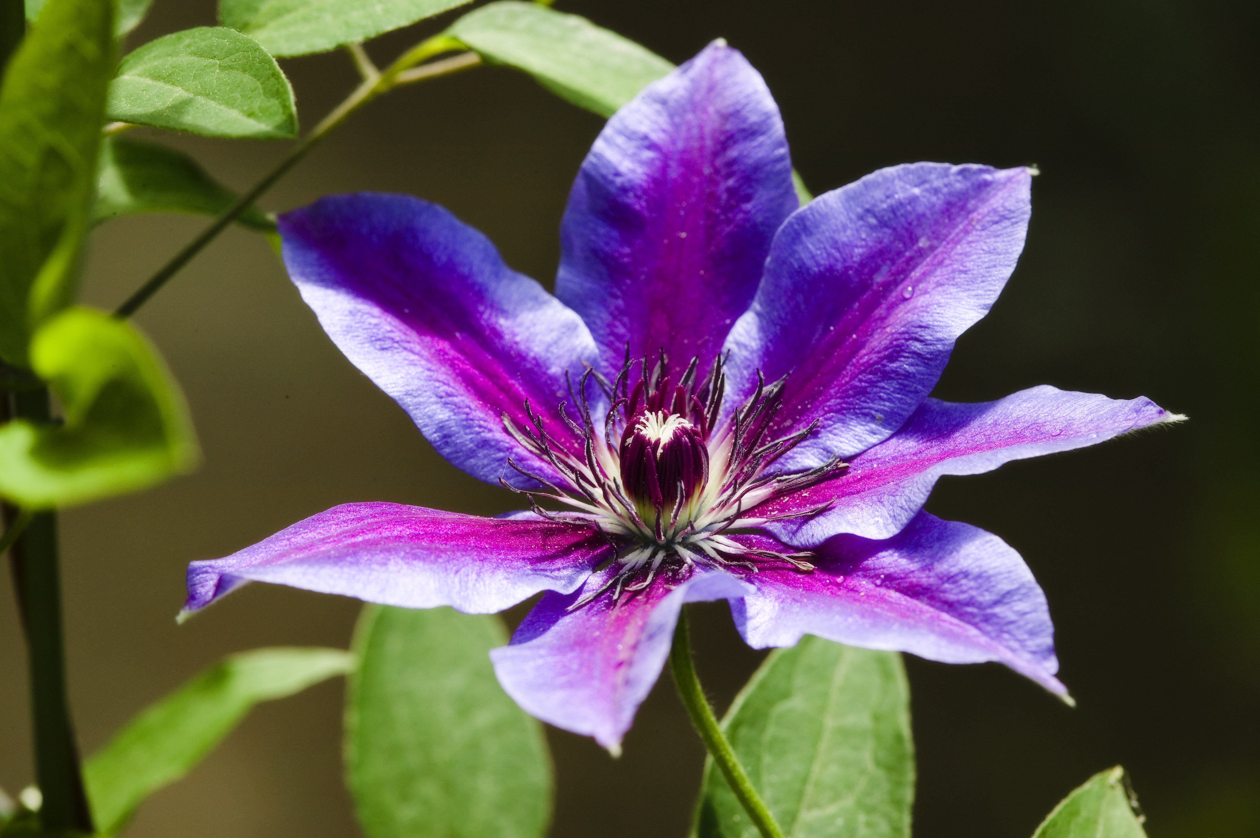 , , , , ,  .,., clematis, windmill,  , 