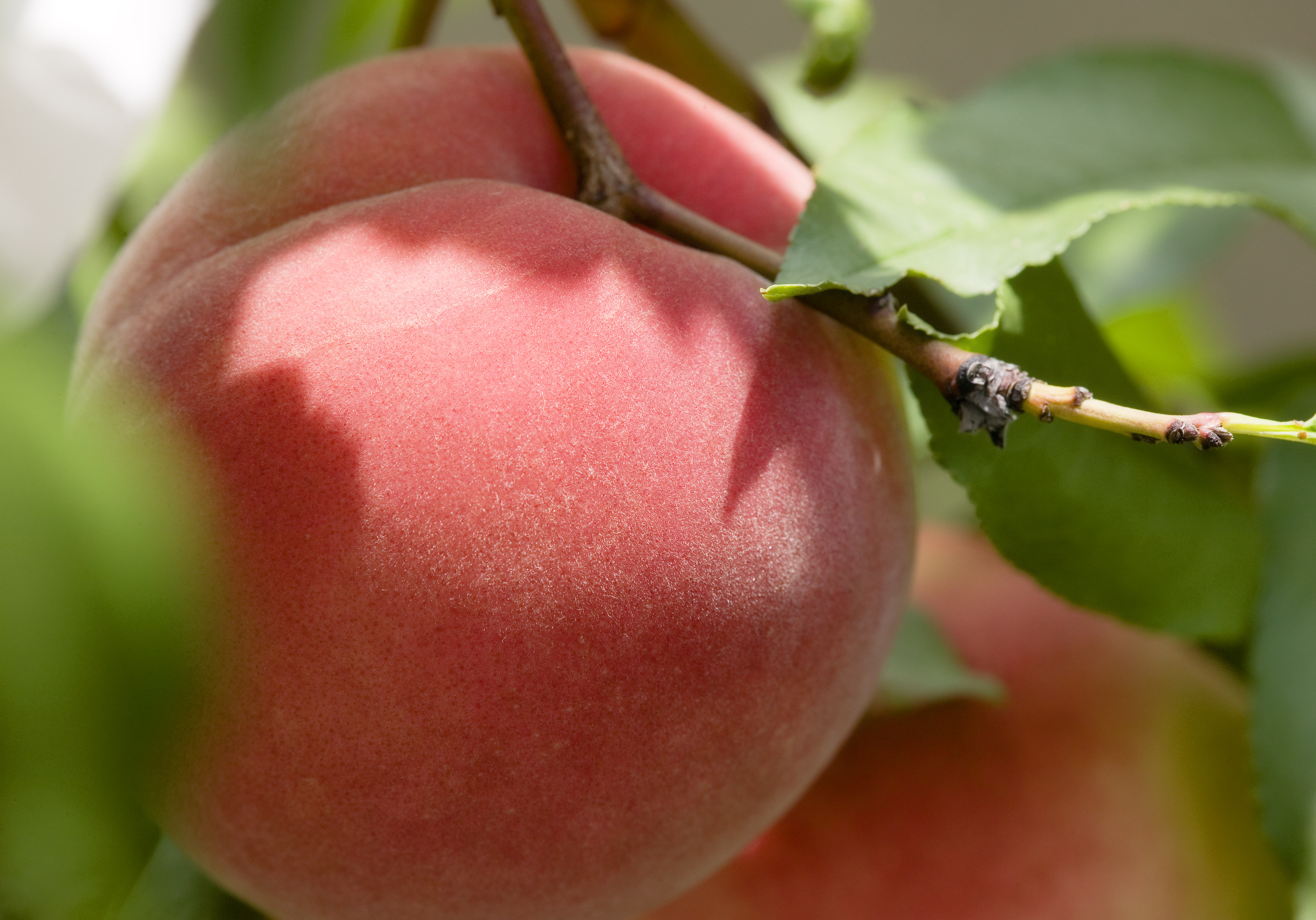 photo,material,free,landscape,picture,stock photo,Creative Commons,A crop of a peach, peach, , , Fruit