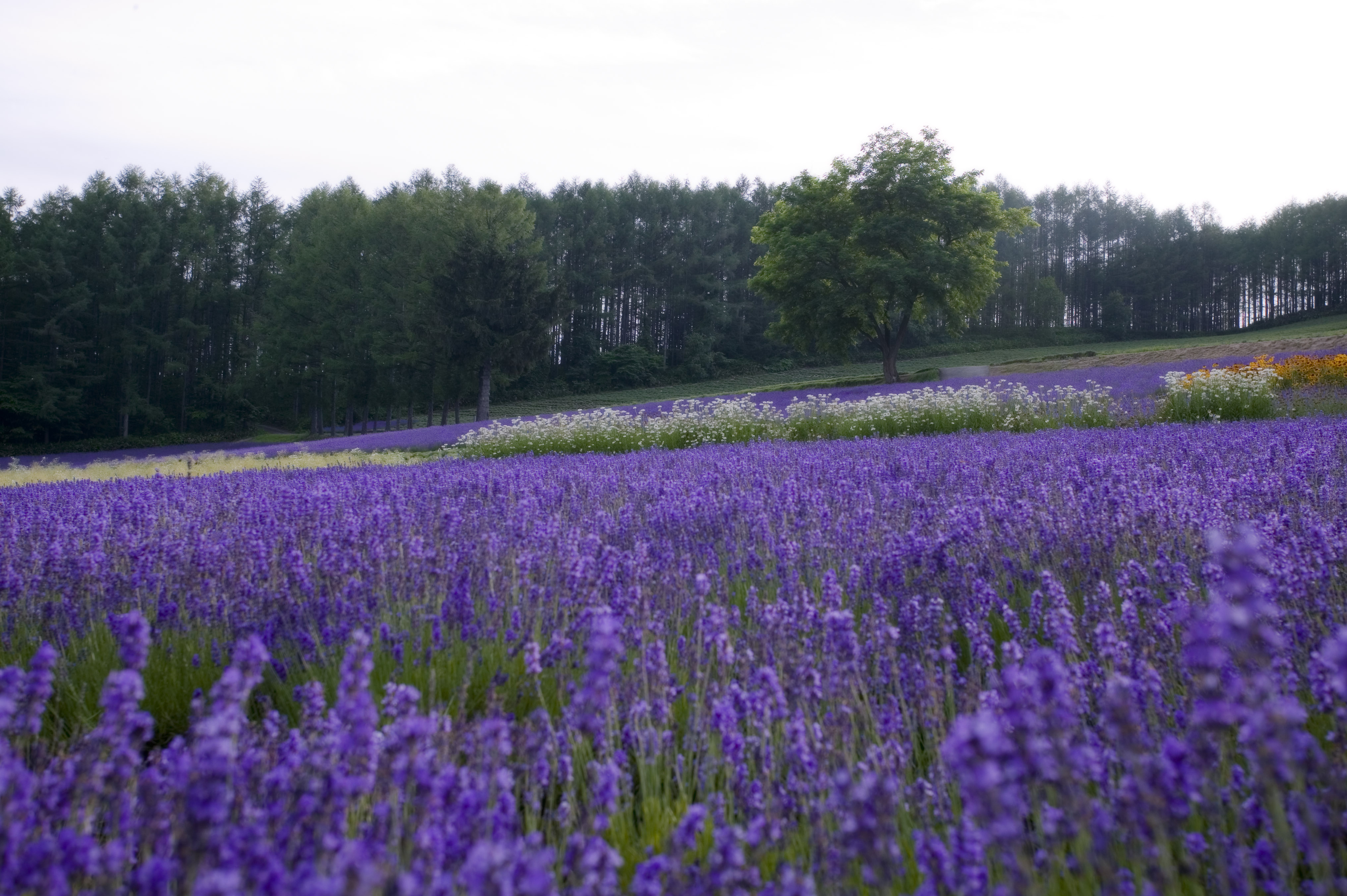 Foto, materieel, vrij, landschap, schilderstuk, bevoorraden foto,Een lavendelblauwe veld van de schemering, Lavendelblauw, Bloementuin, Blauwige viooltje, Kruid