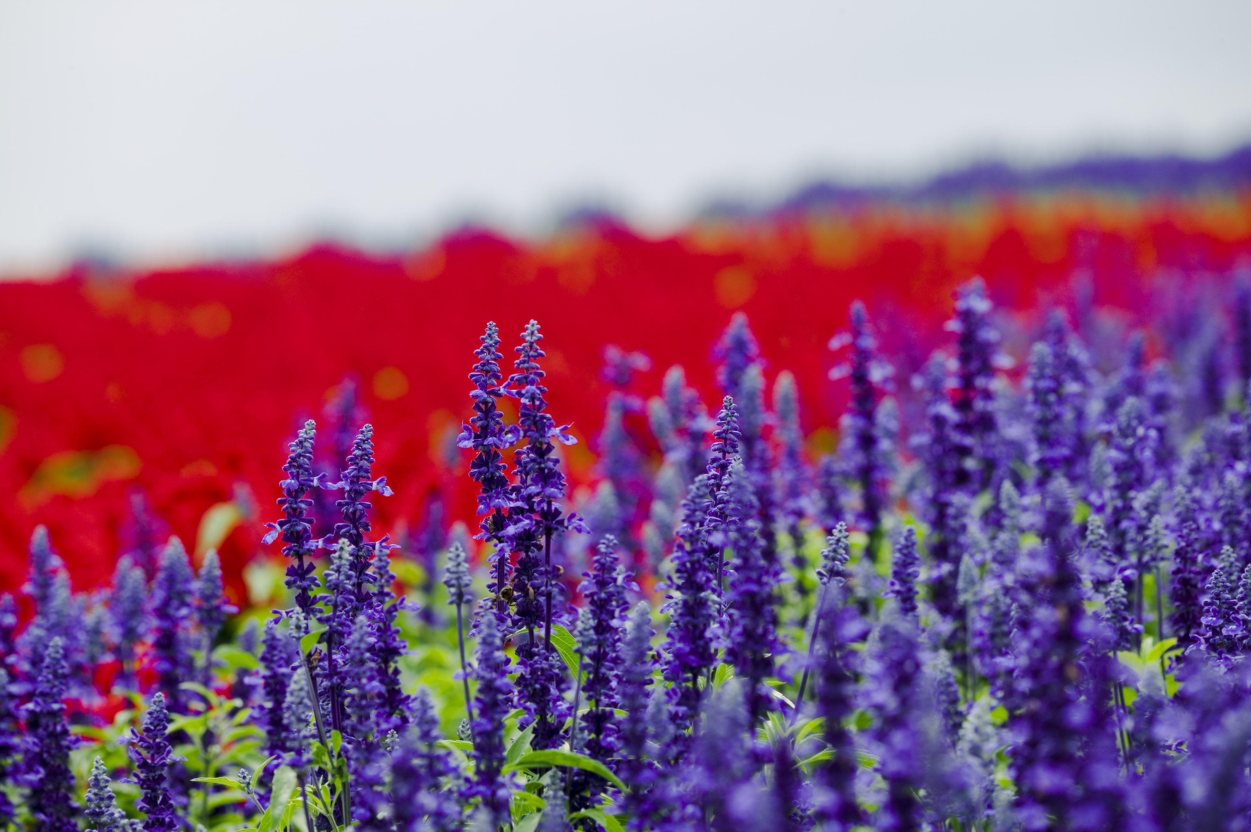photo,material,free,landscape,picture,stock photo,Creative Commons,A blue sage, lavender, flower garden, Bluish violet, Herb