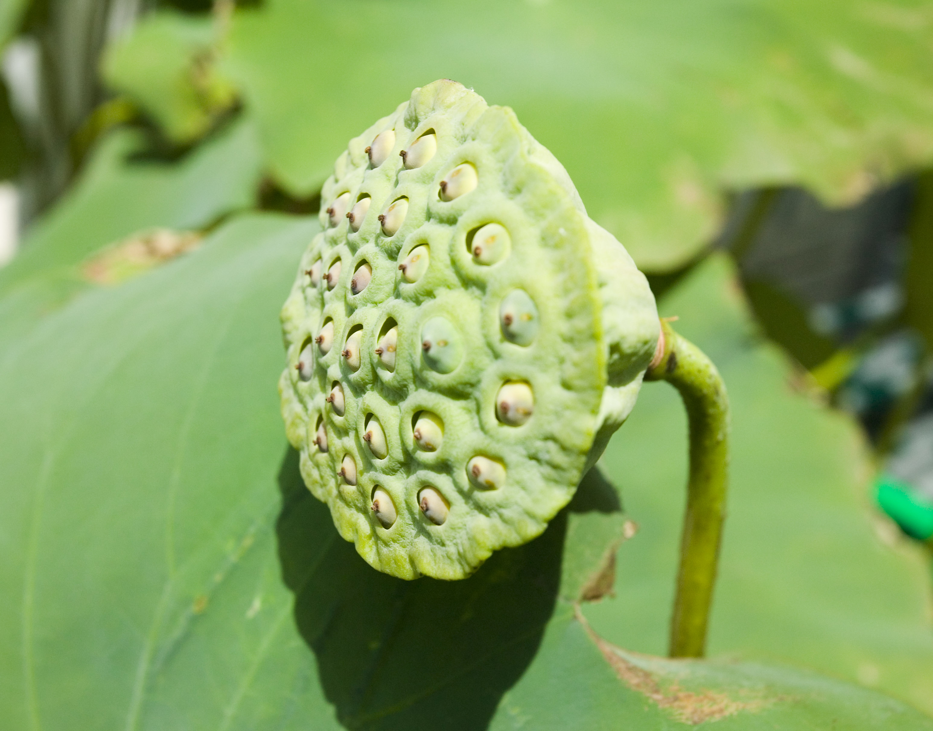 photo,material,free,landscape,picture,stock photo,Creative Commons,Real fear of a lotus, lotus, , , Fruit
