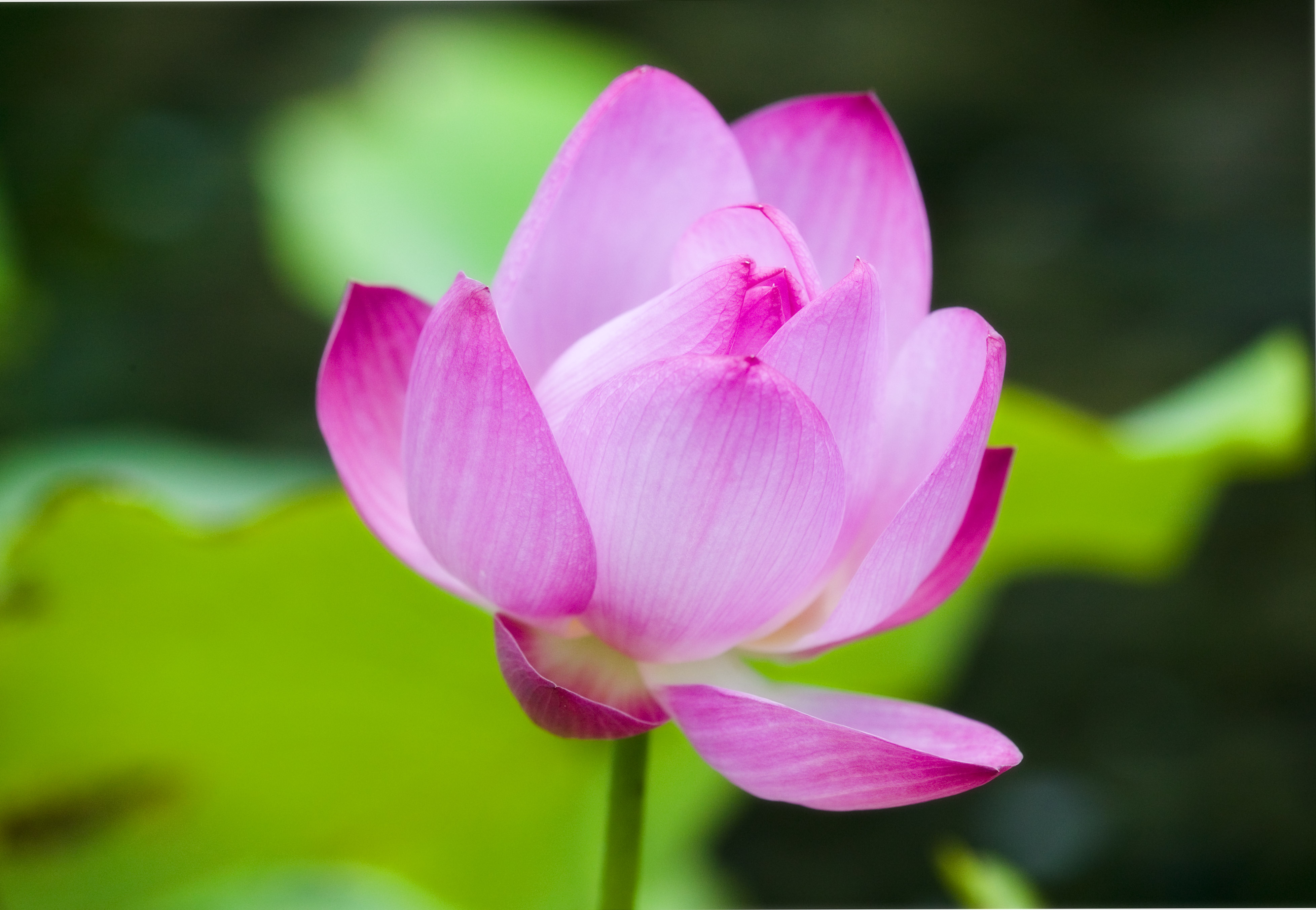 photo,material,free,landscape,picture,stock photo,Creative Commons,A lotus, lotus, , , Pink