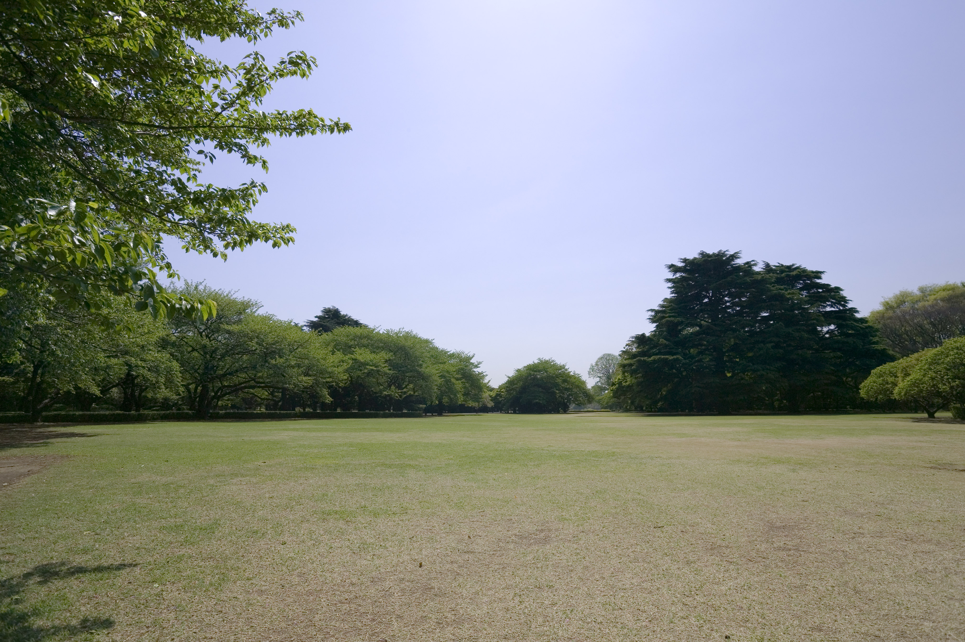 photo,material,free,landscape,picture,stock photo,Creative Commons,A lawn of a park, lawn, , open space, tree