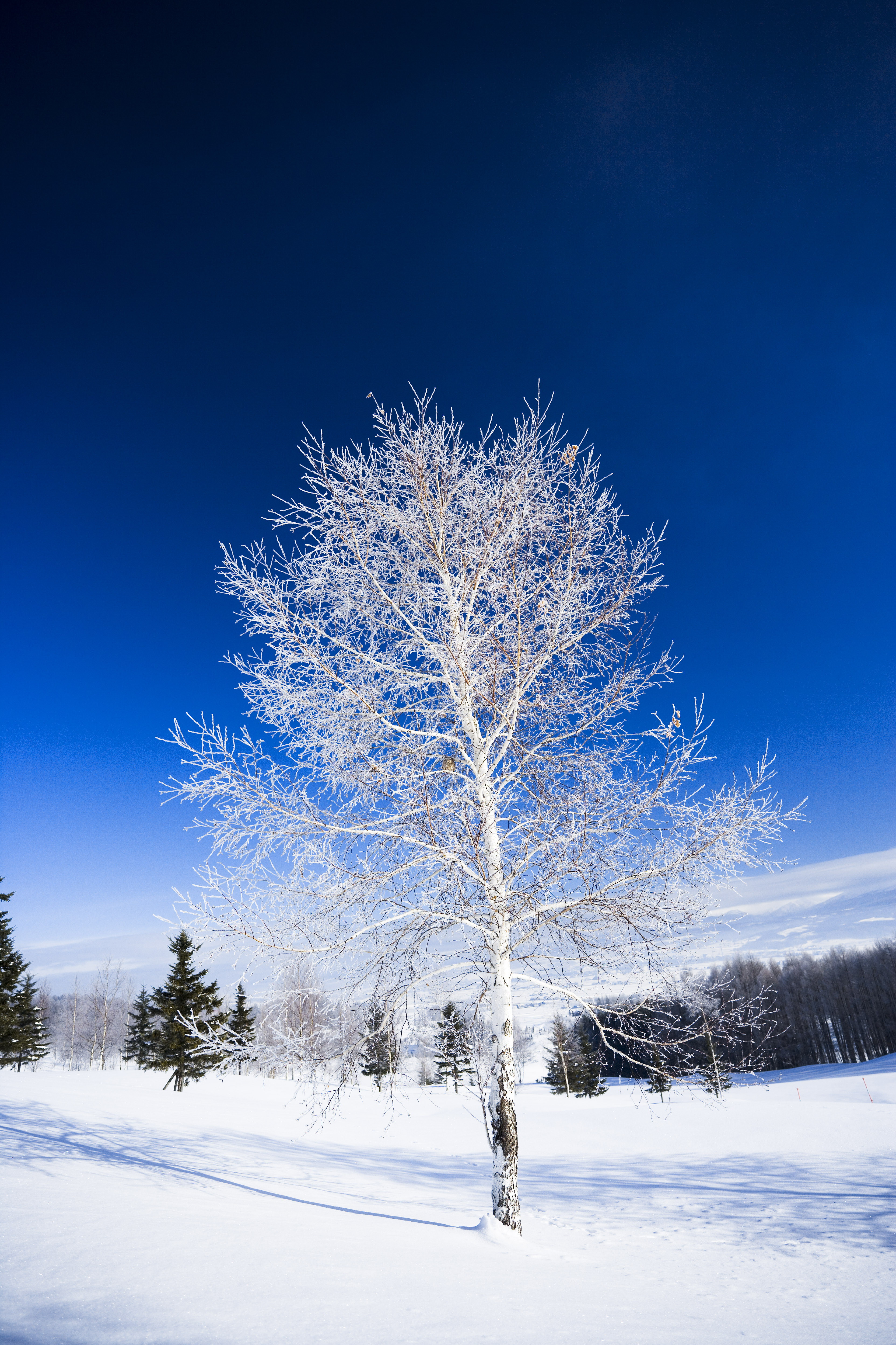 photo,material,free,landscape,picture,stock photo,Creative Commons,The rime on trees and a blue sky, blue sky, The rime on trees, snowy field, white birch
