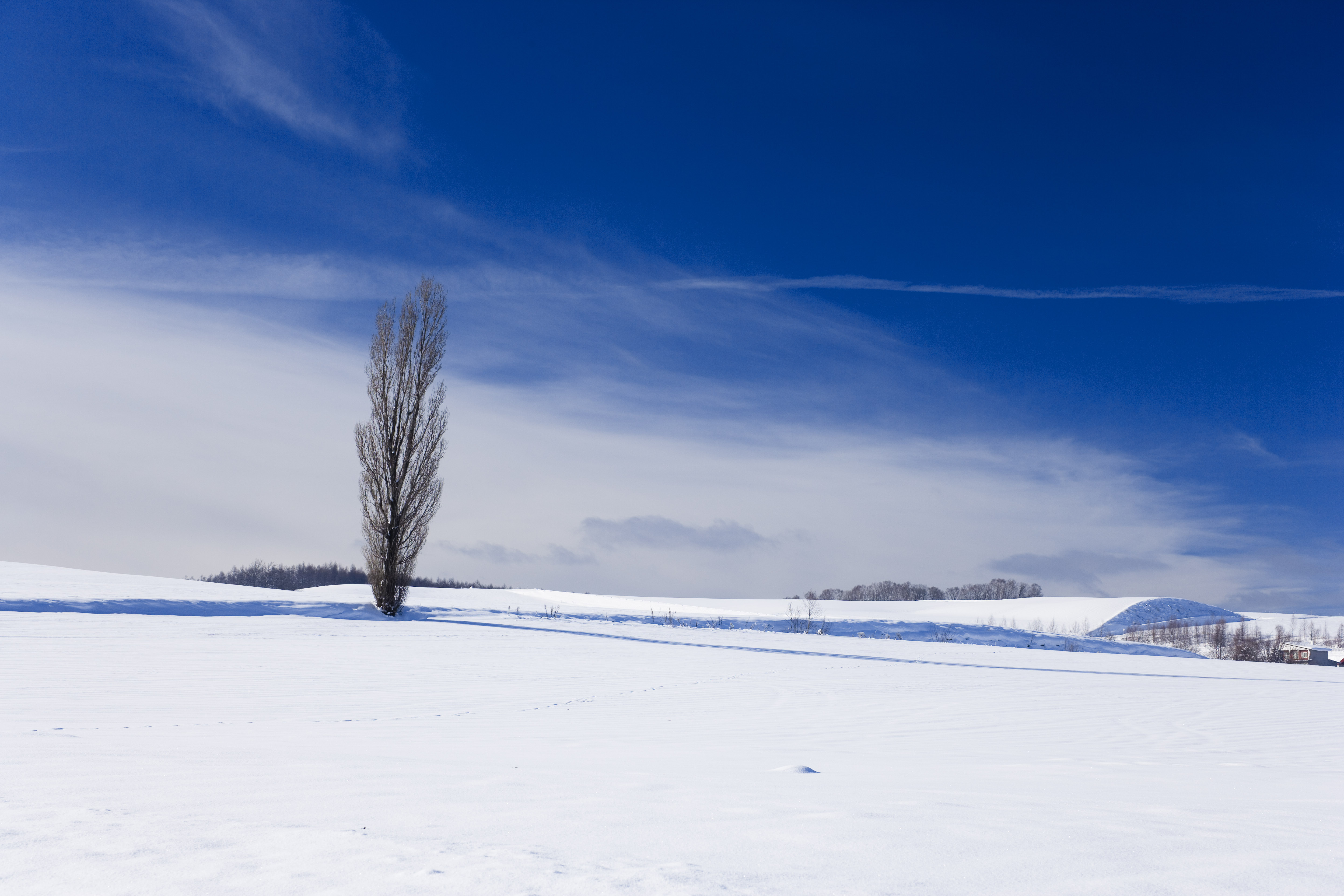 photo,material,free,landscape,picture,stock photo,Creative Commons,A snowy field, snowy field, mountain, tree, blue sky