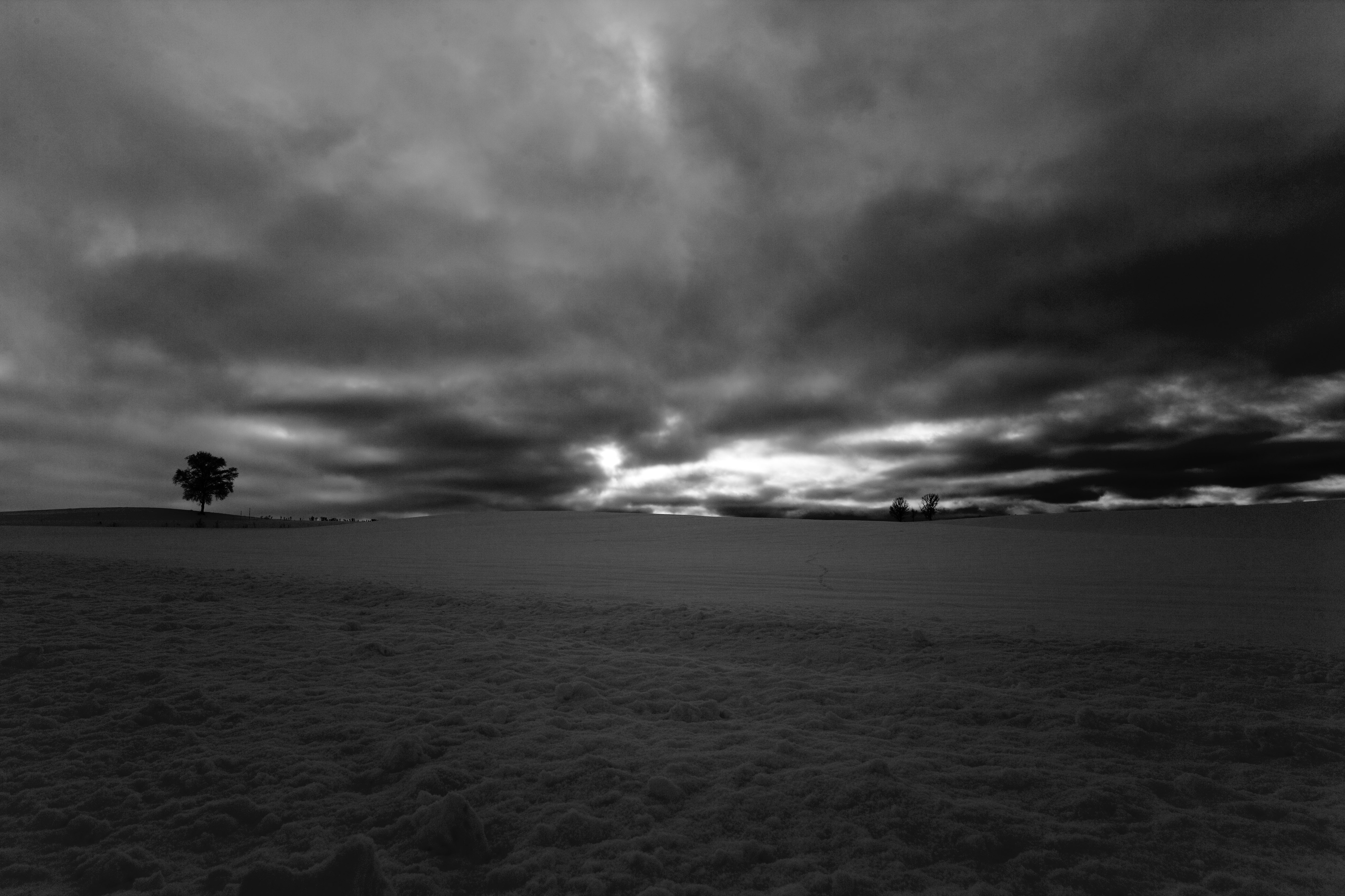 foto,tela,gratis,paisaje,fotografa,idea,Es una nube en un campo cubierto de nieve, Campo cubierto de nieve, Nube, rbol, rbol de padre y nio