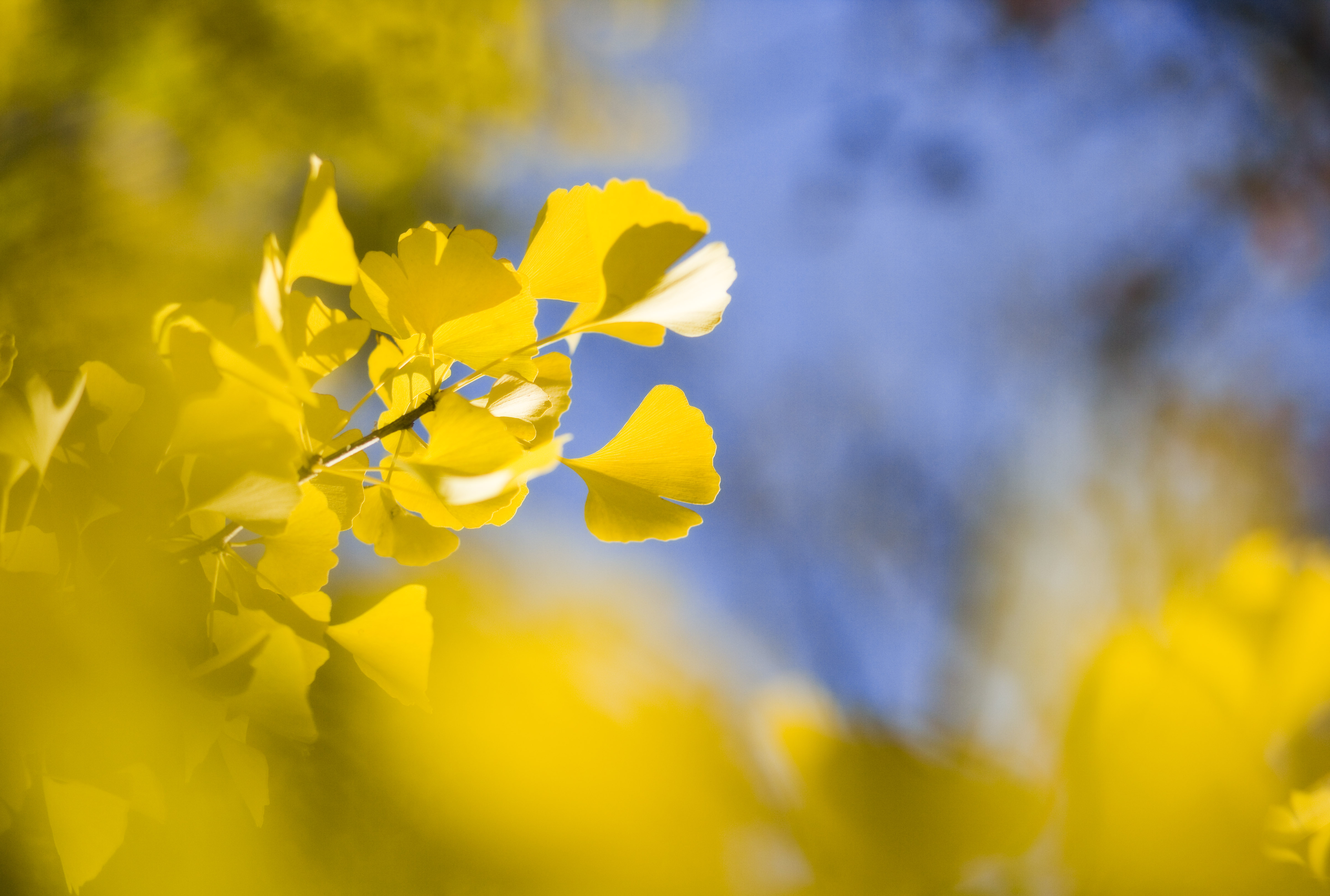 photo,material,free,landscape,picture,stock photo,Creative Commons,Yellow of a ginkgo, ginkgo, , , blue sky