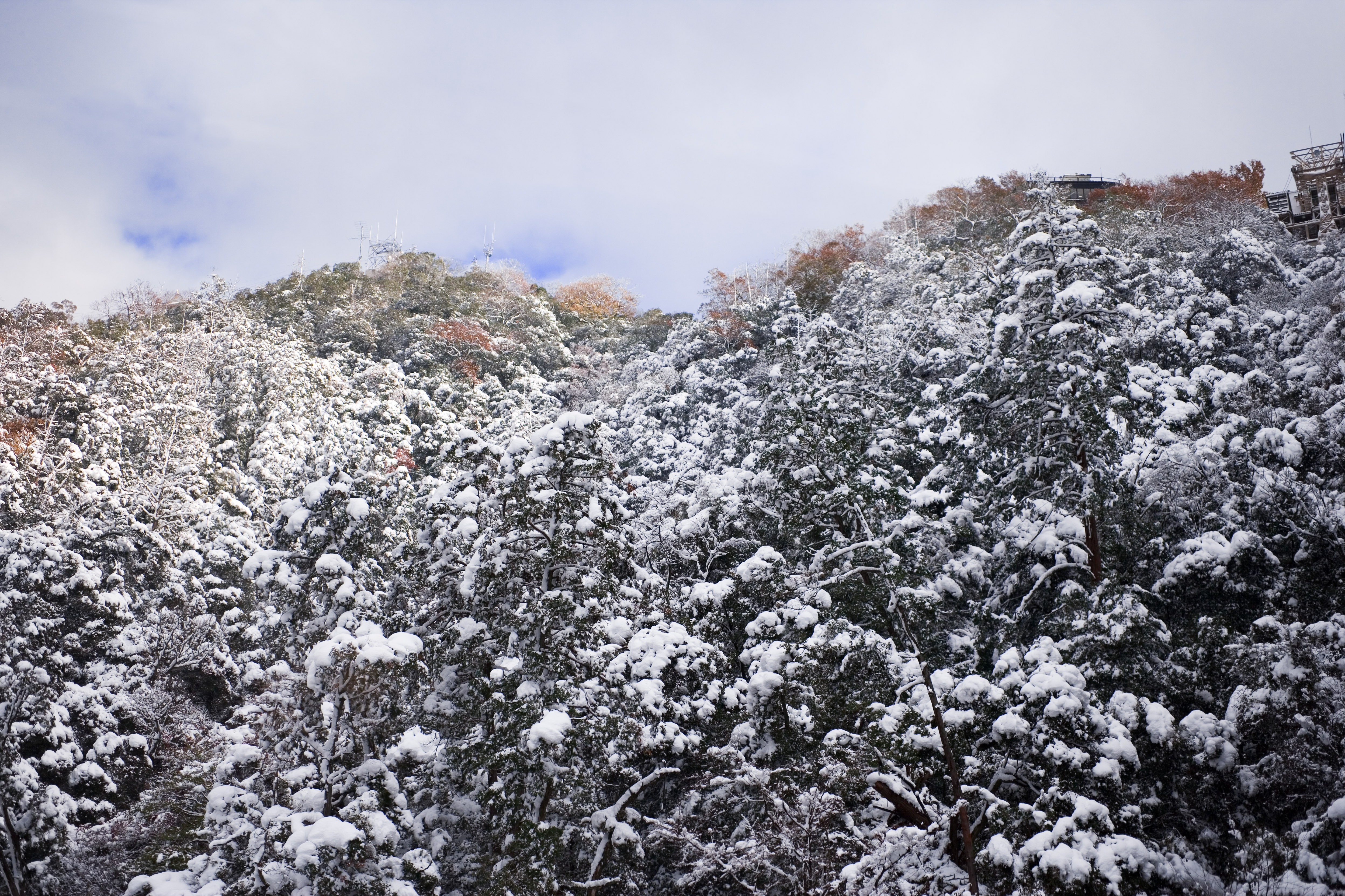 fotografia, materiale, libero il panorama, dipinga, fotografia di scorta,Kinkazan nevoso, montagna, Foglie colorate,  vuoto, albero
