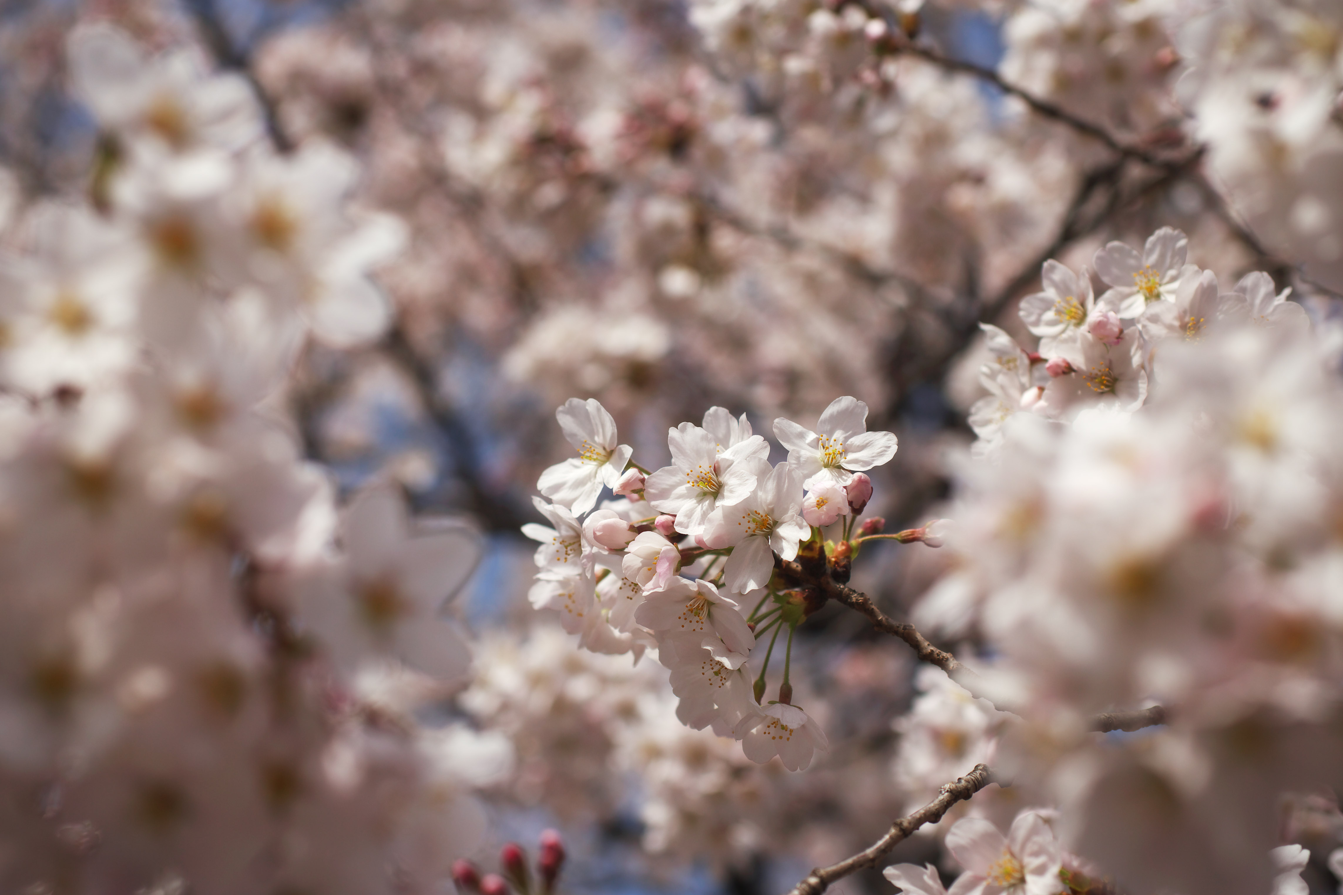 photo,material,free,landscape,picture,stock photo,Creative Commons,Cherry tree full bloom, cherry tree, , , Yoshino cherry tree