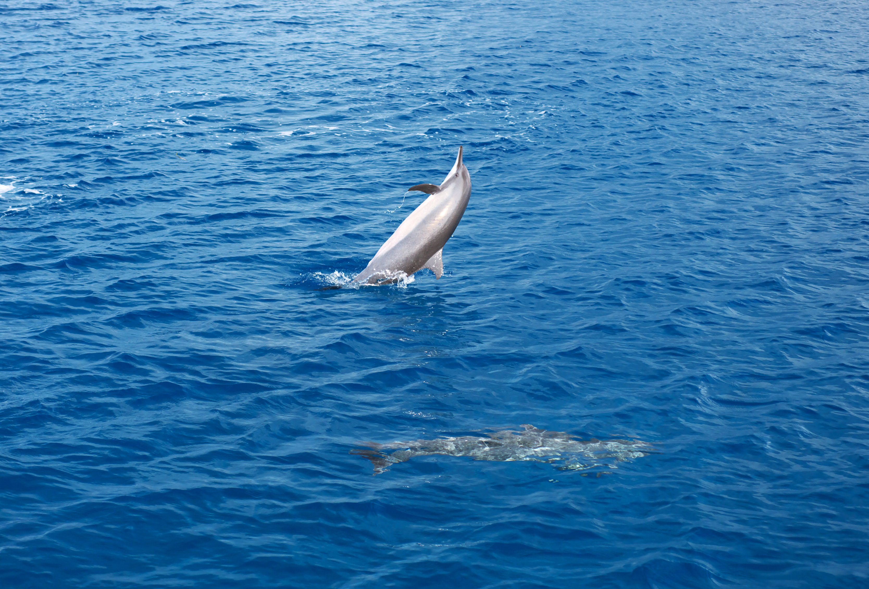 ゆんフリー写真素材集 No 3486 野生イルカの天然ジャンプ アメリカ グアム
