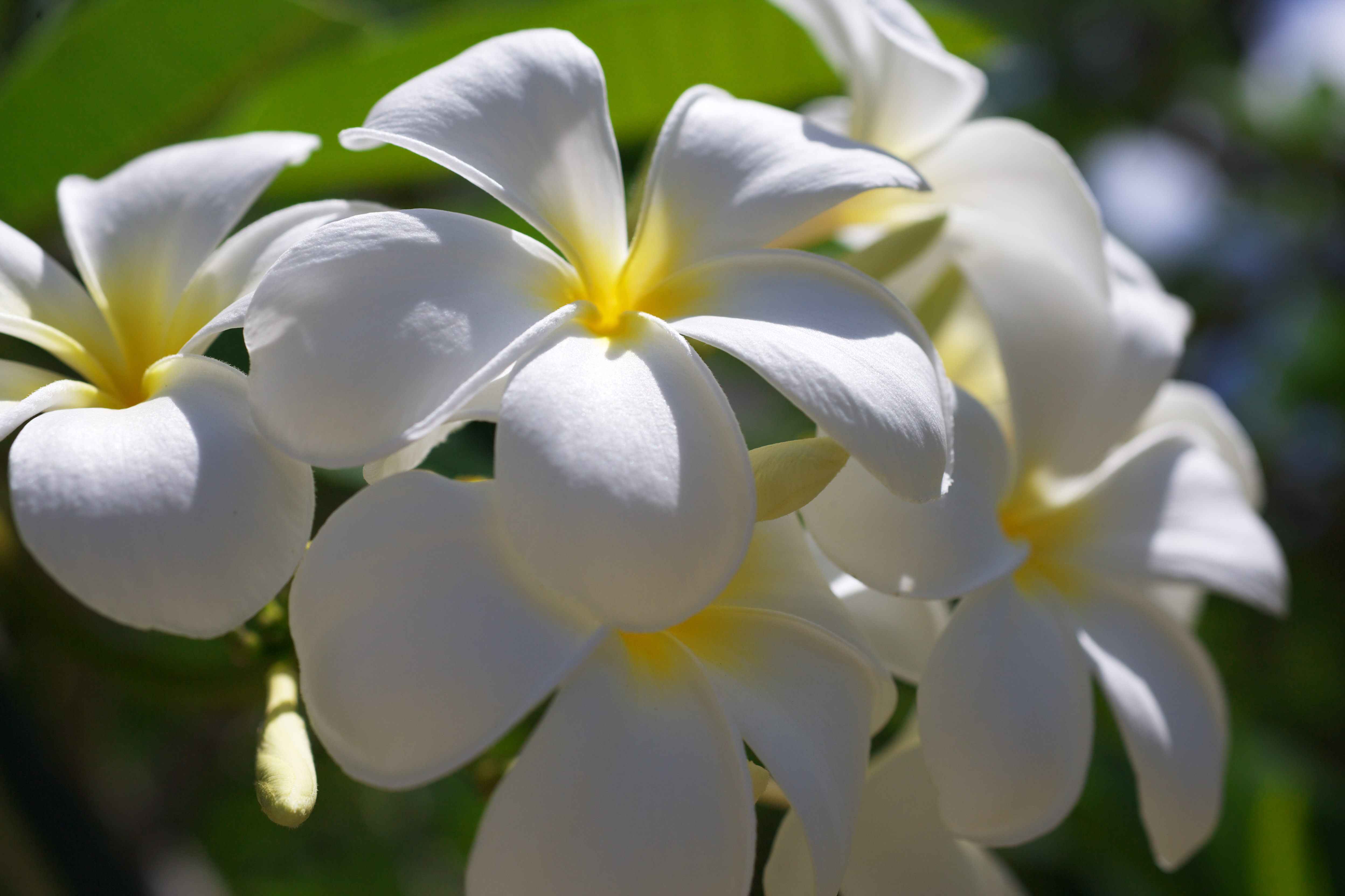 photo,material,free,landscape,picture,stock photo,Creative Commons,Brightness of a frangipani, frangipani, bouquet, Yellow, southern country