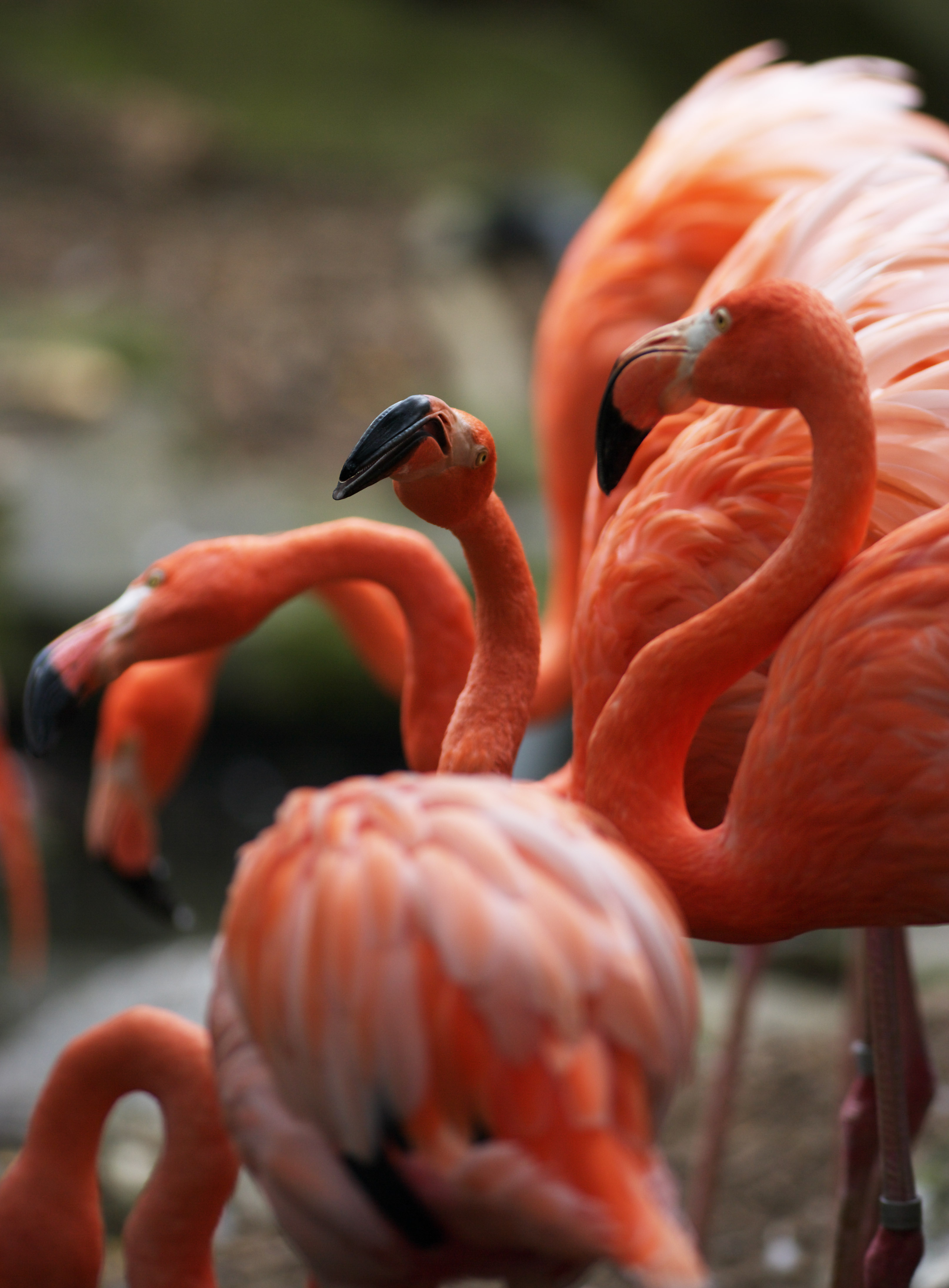 , , , , ,  ., flamingos, , flamingo, , 