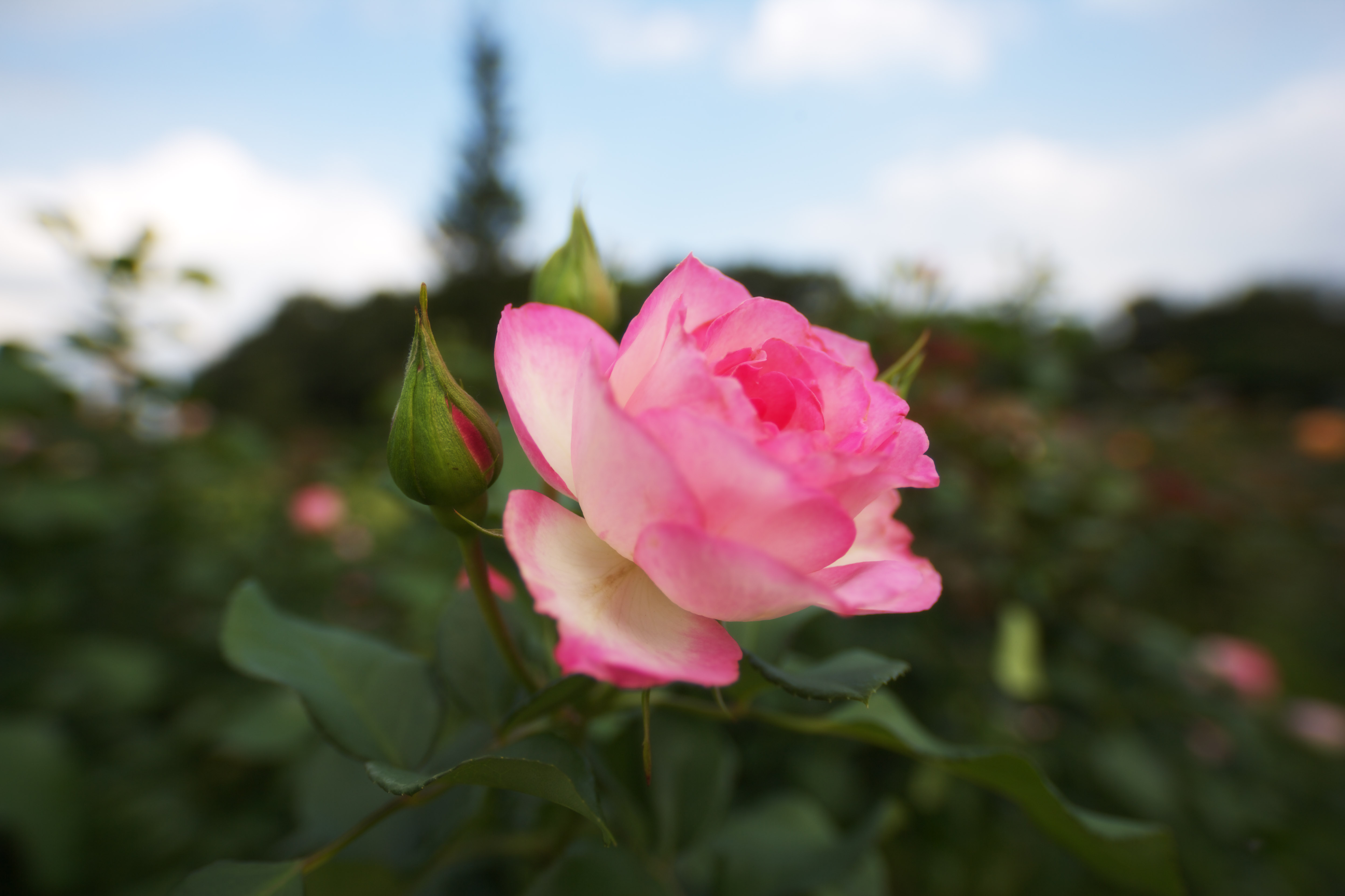 photo,material,free,landscape,picture,stock photo,Creative Commons,Shyness of a rose, rose, , , Pink