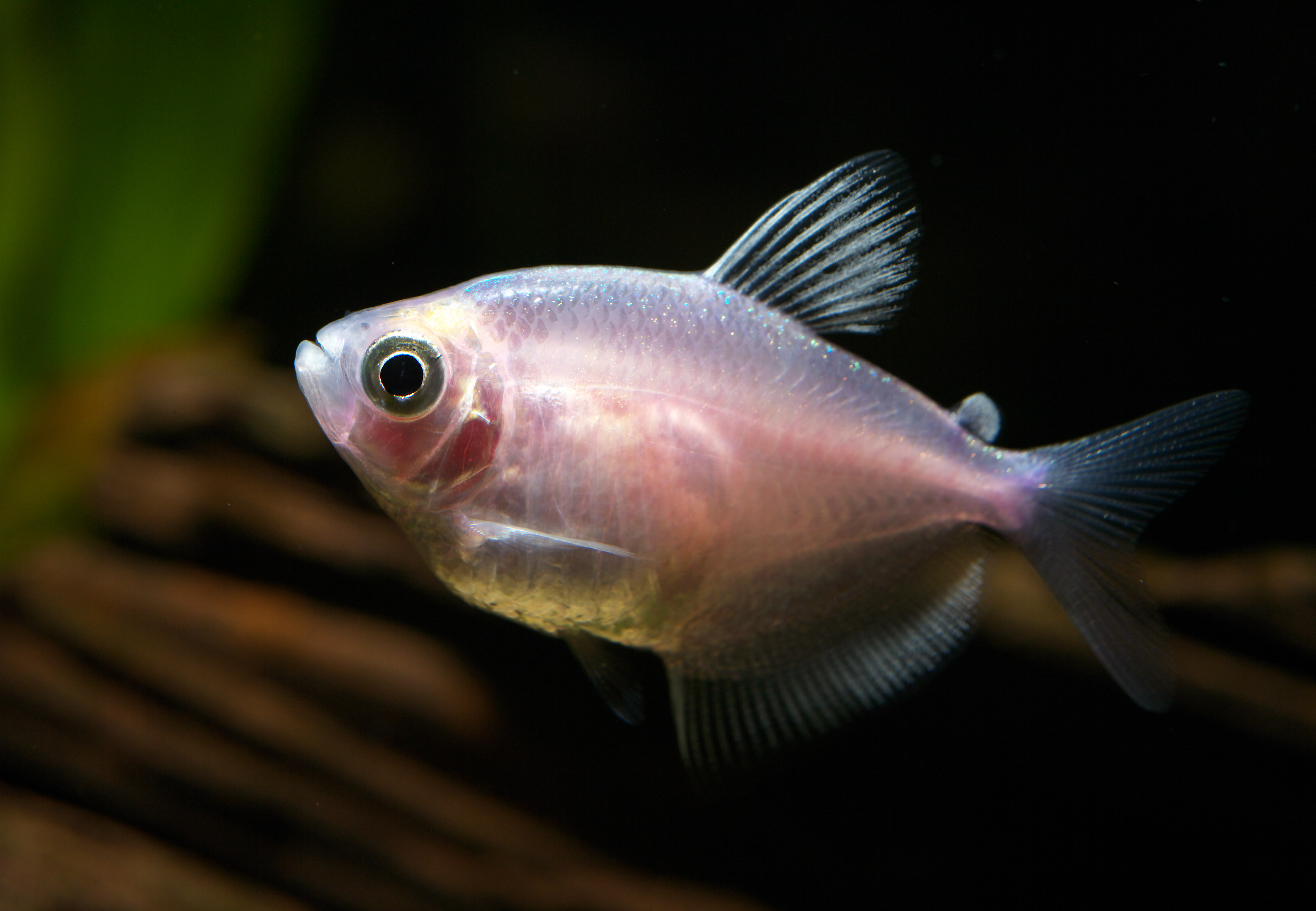 photo,material,free,landscape,picture,stock photo,Creative Commons,A color black tetra, Tropical fish, An admiration fish, Pink, black tetra