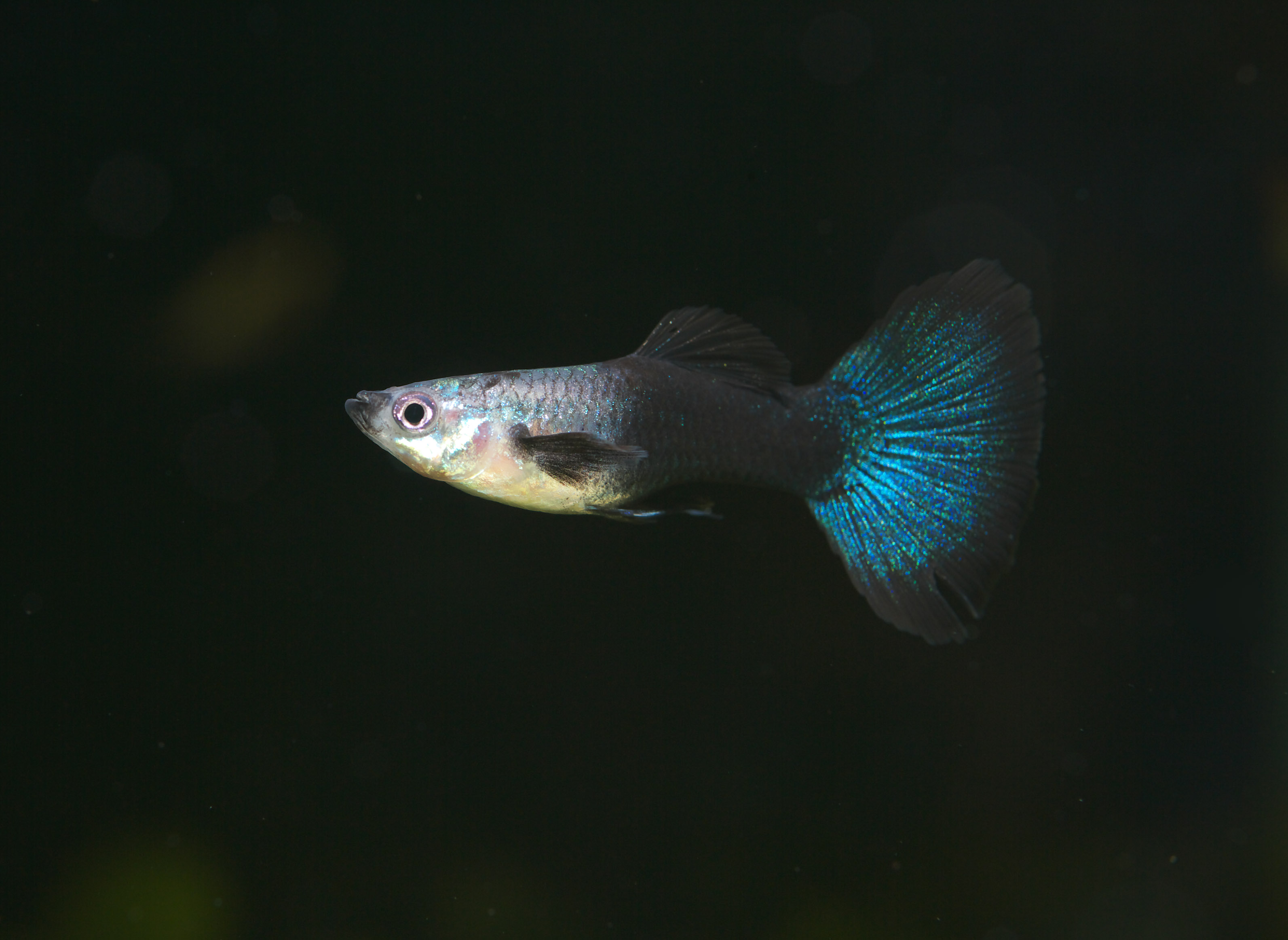 photo,material,free,landscape,picture,stock photo,Creative Commons,A guppy, Tropical fish, An admiration fish, Black, Blue