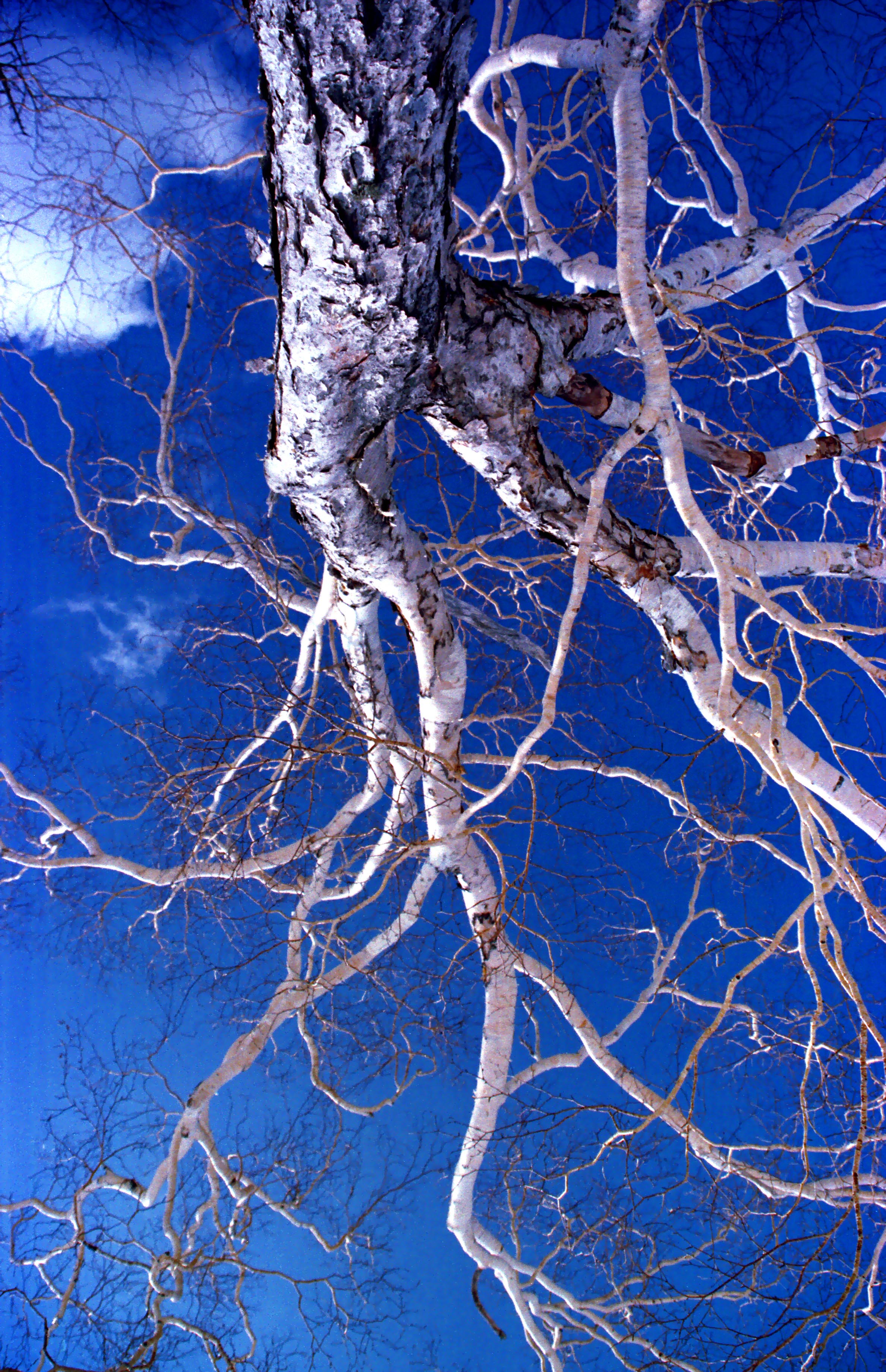 photo,material,free,landscape,picture,stock photo,Creative Commons,A birch tree, blue sky, cloud, tree, 