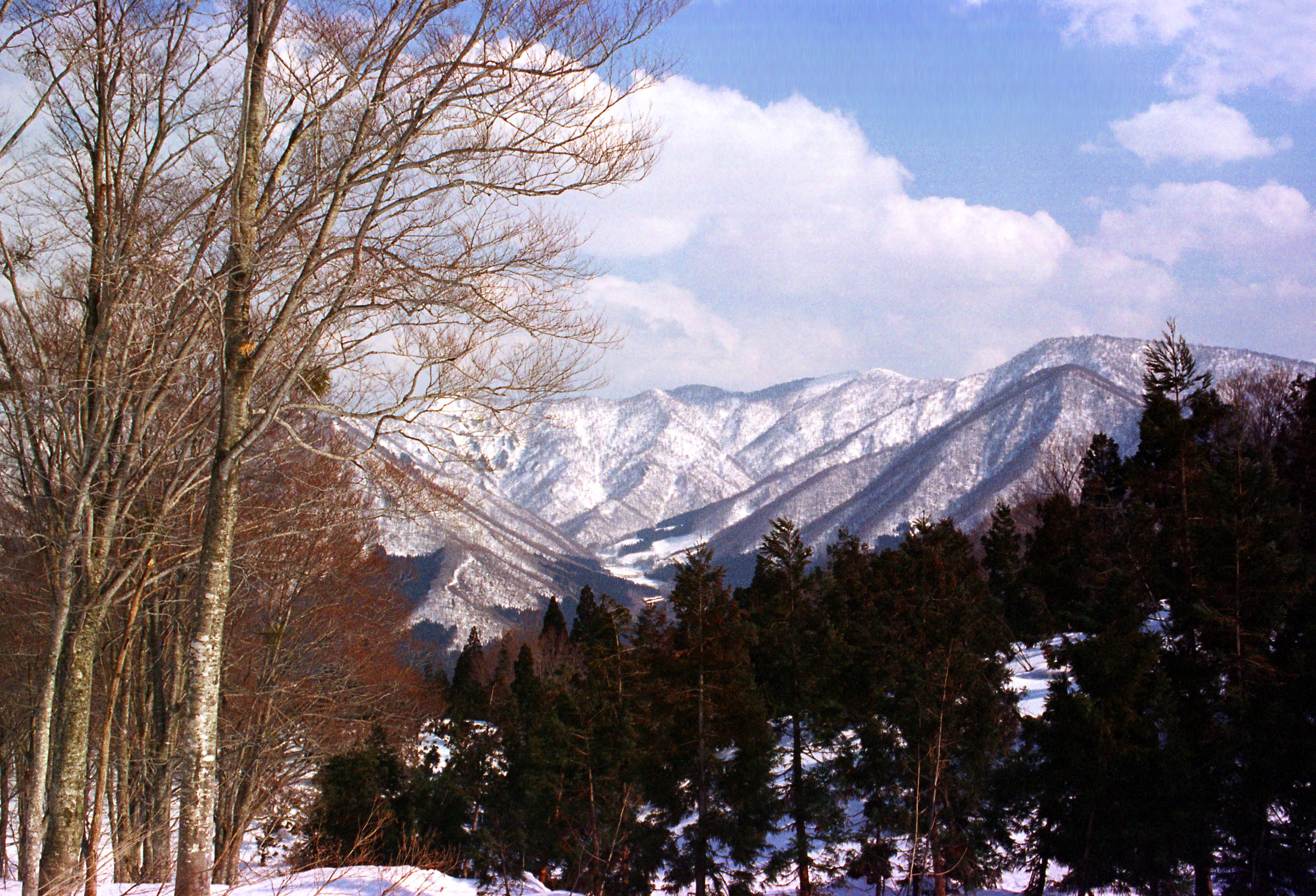 fotografia, materiale, libero il panorama, dipinga, fotografia di scorta,Montagne nevose di pomeriggio, neve, montagna, albero, 