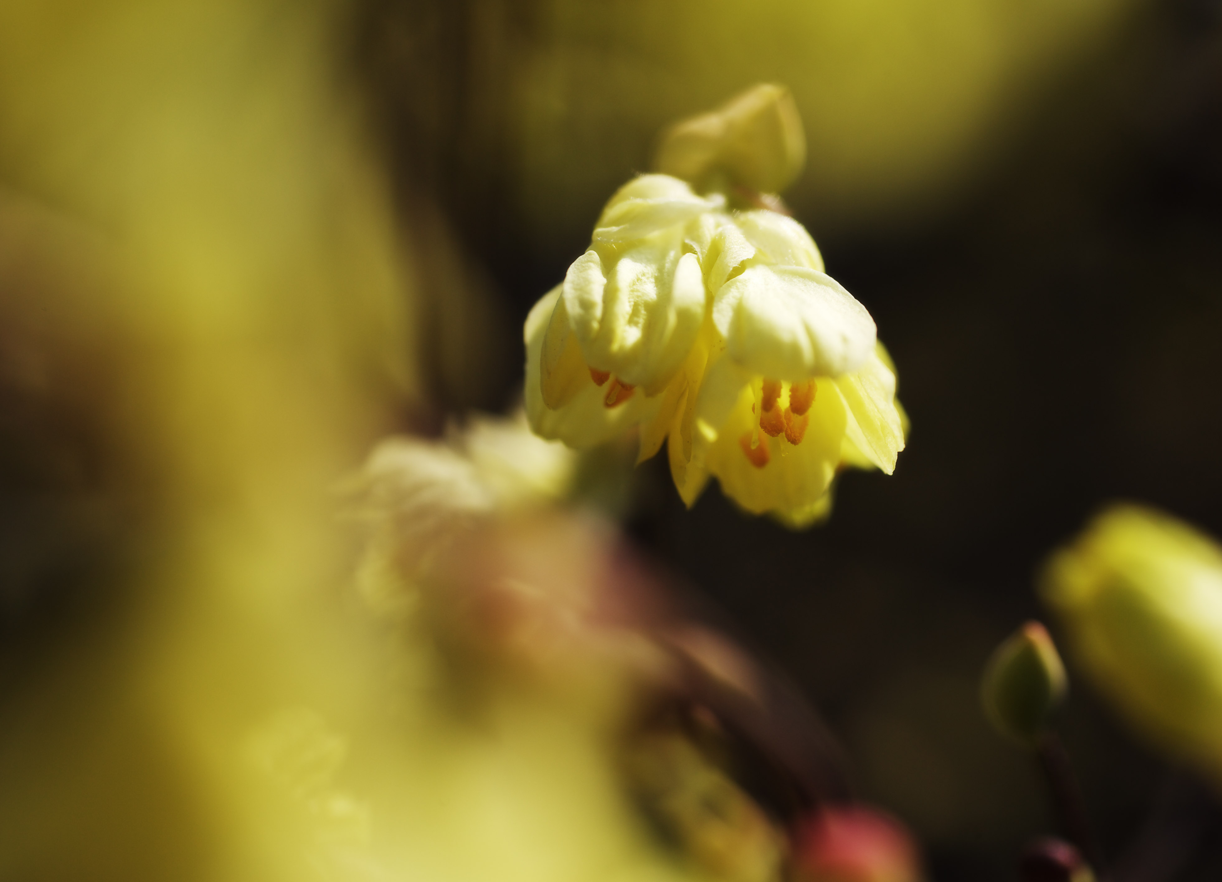 foto,tela,gratis,paisaje,fotografa,idea,Corylopsis panciflora, , Corylopsis panciflora, Pngase amarillo, En primavera