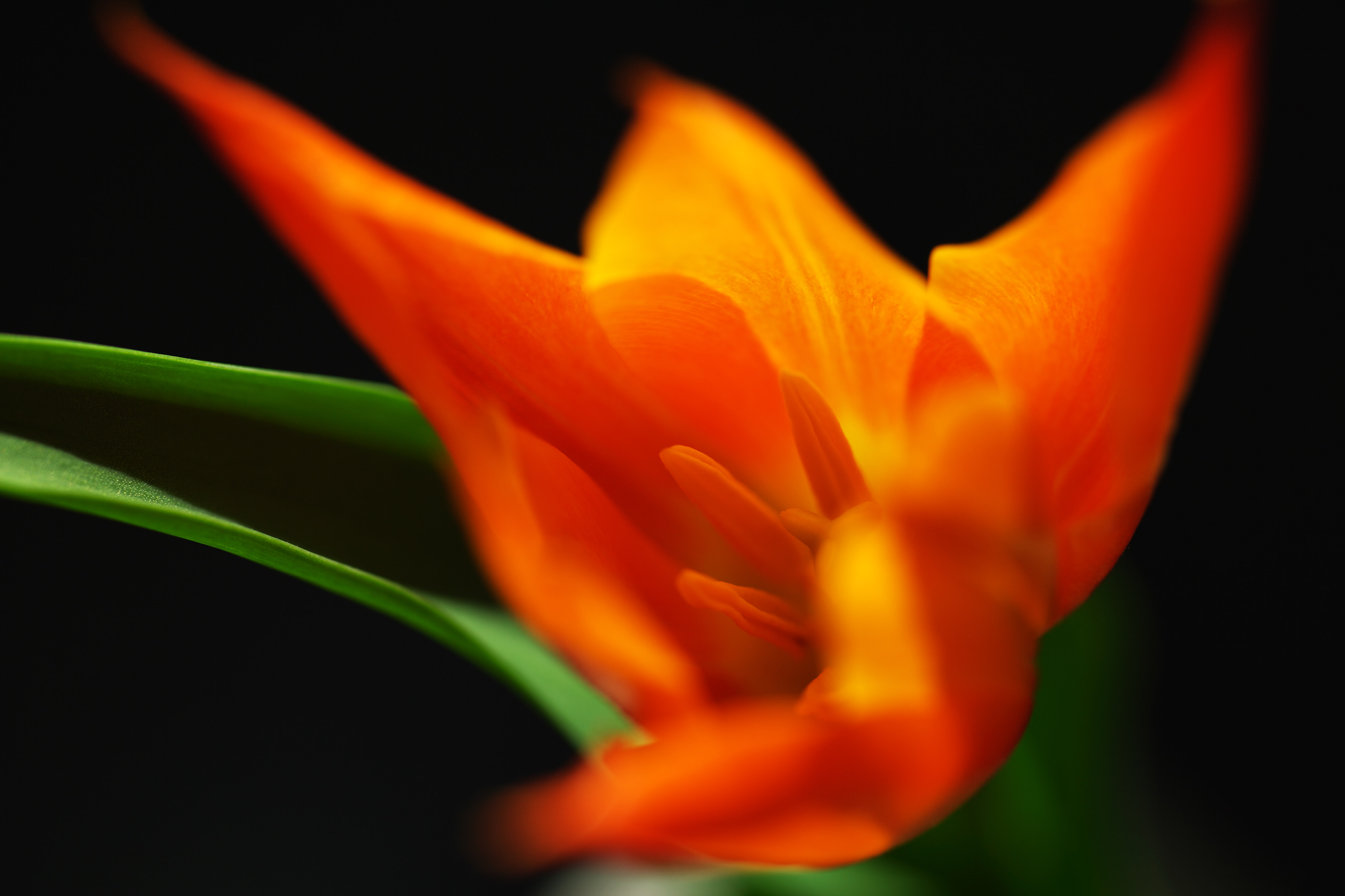 photo,material,free,landscape,picture,stock photo,Creative Commons,Heat vermilion, , tulip, petal, In spring