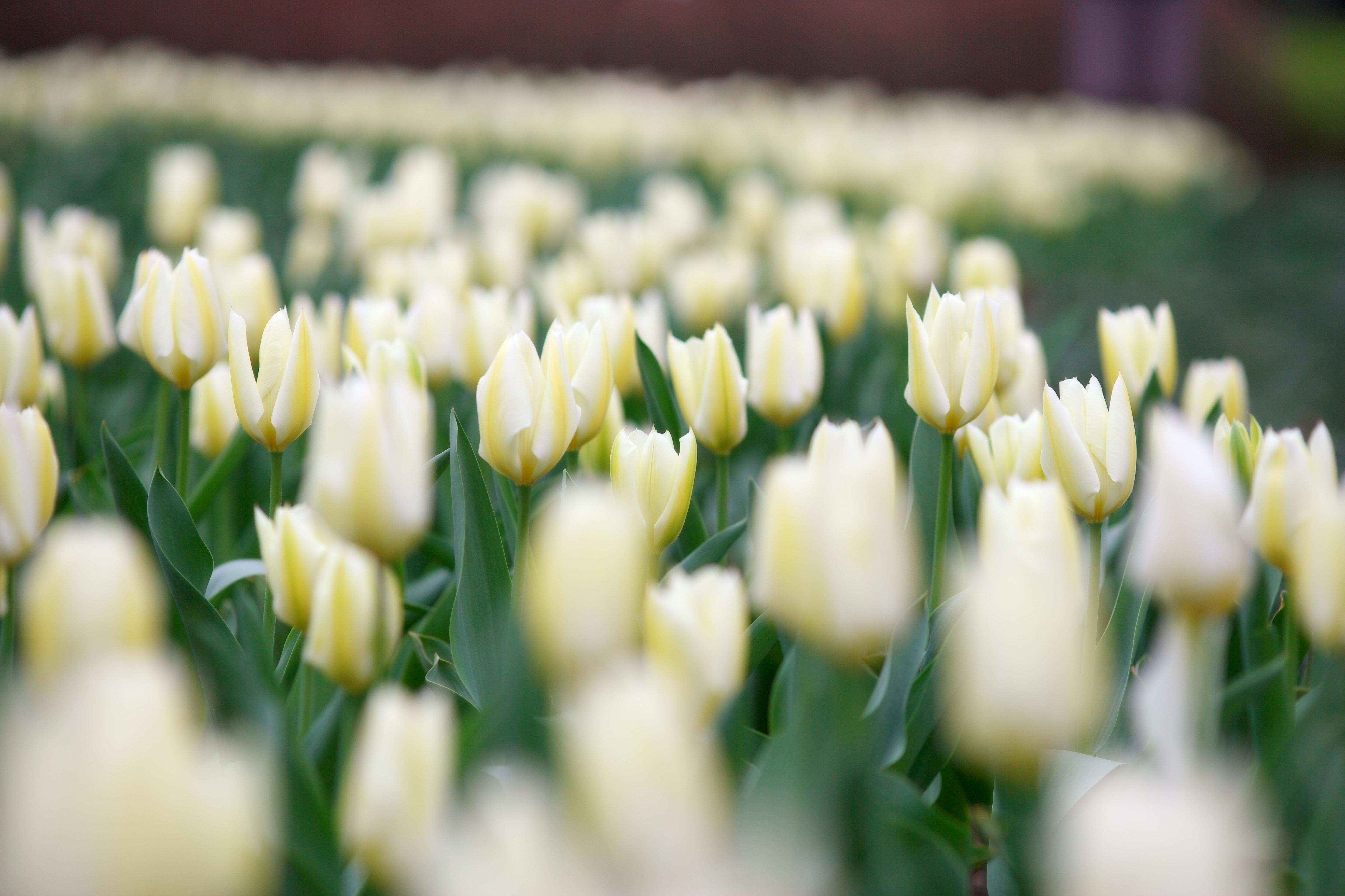fotografia, materiale, libero il panorama, dipinga, fotografia di scorta,Un campo di tulipano, , tulipano, letto floreale, fiore