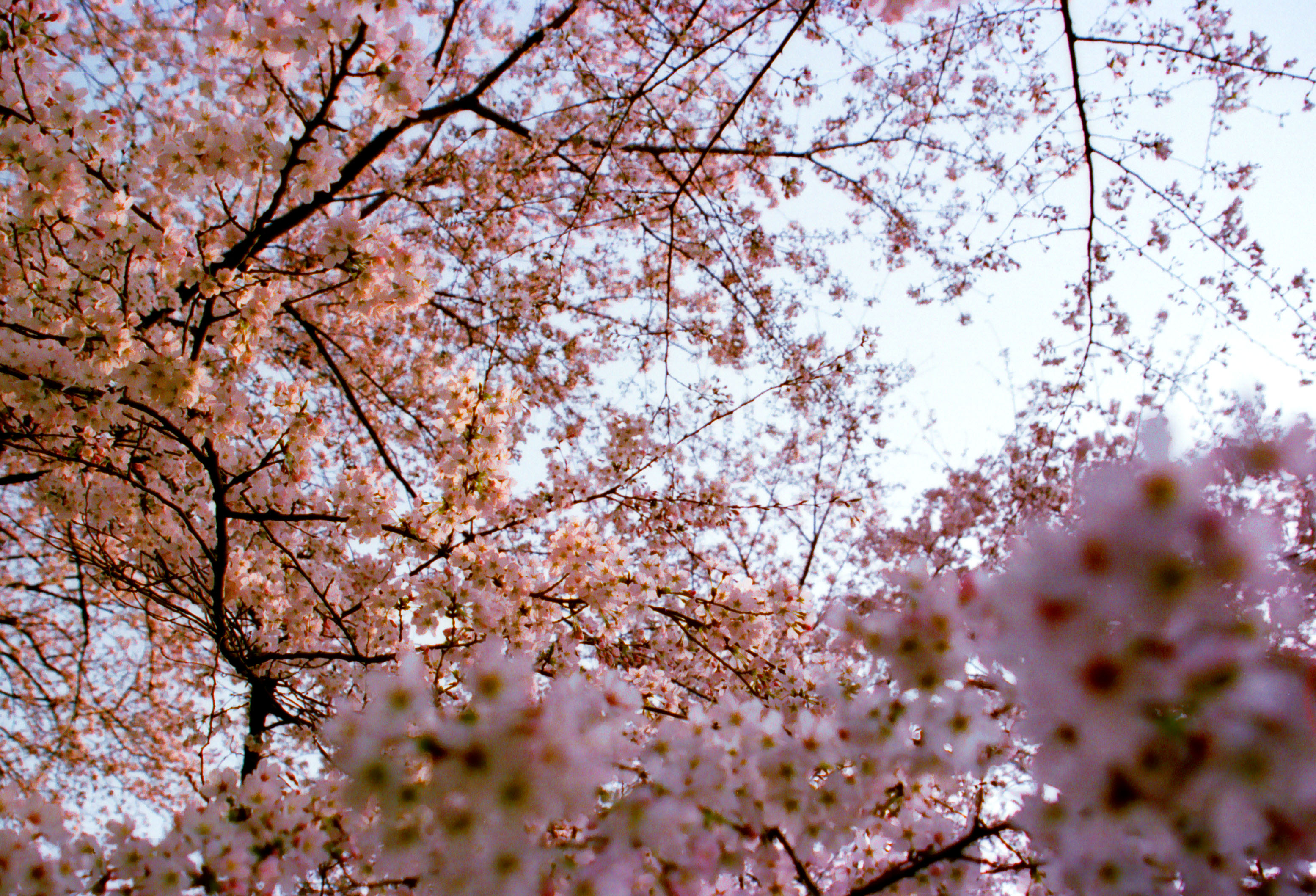 photo,material,free,landscape,picture,stock photo,Creative Commons,Cherry-blossom-colored sky, cherry blossom, pink, , 