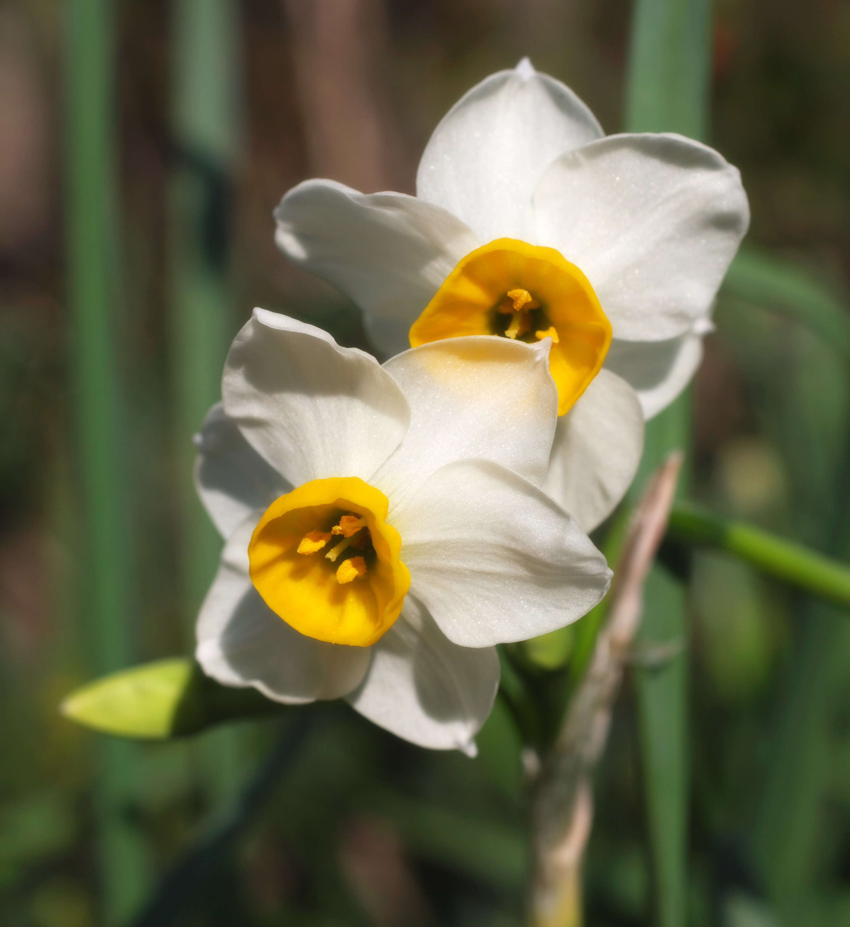 photo,material,free,landscape,picture,stock photo,Creative Commons,Narcissus, I don't guess it, daffodil, Narcissus, Yellow