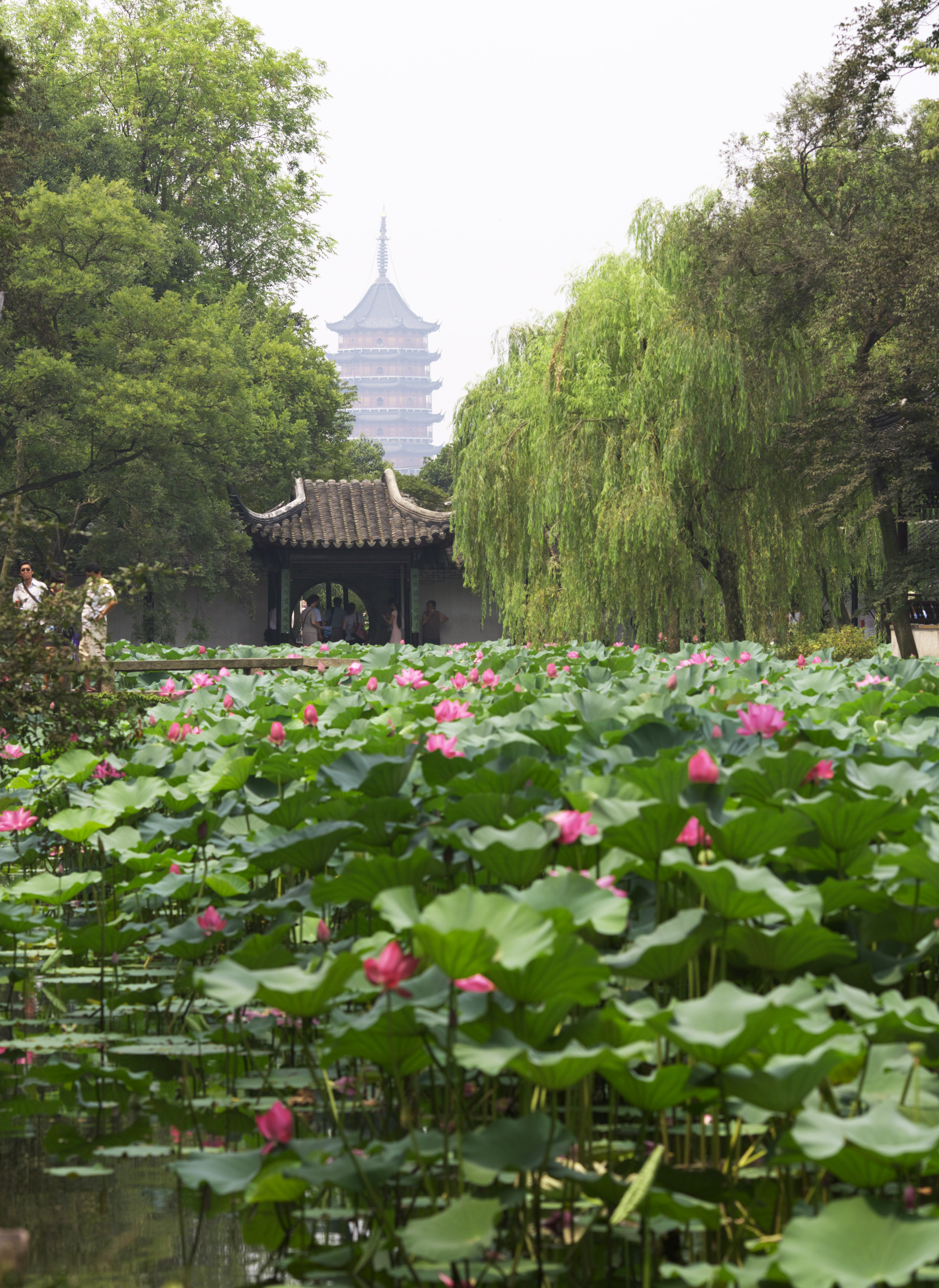 fotografia, materiale, libero il panorama, dipinga, fotografia di scorta,Zhuozhengyuan, stagno, loto, , giardino