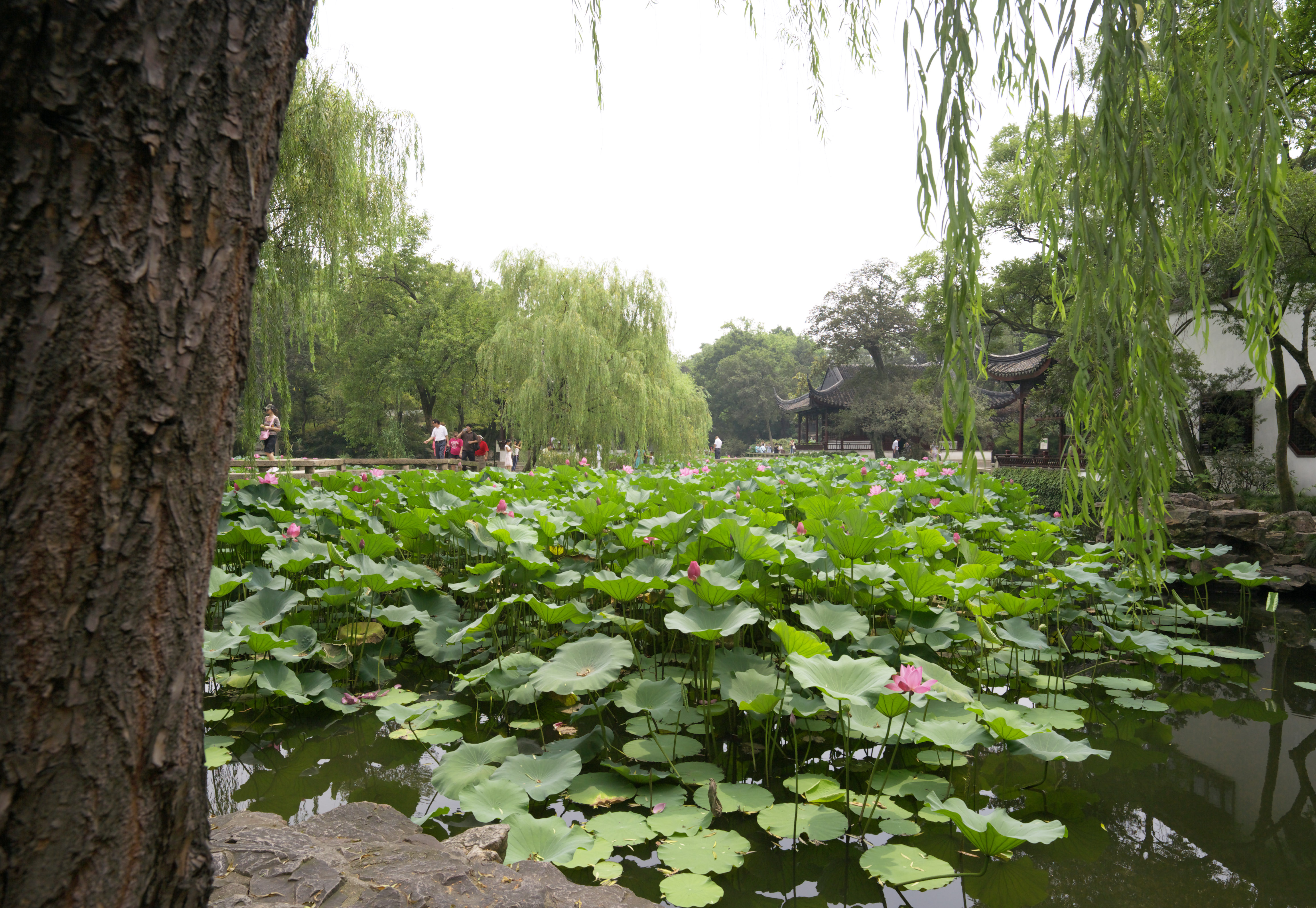 fotografia, material, livra, ajardine, imagine, proveja fotografia,Hasuike de Zhuozhengyuan, lagoa, loto, , jardim