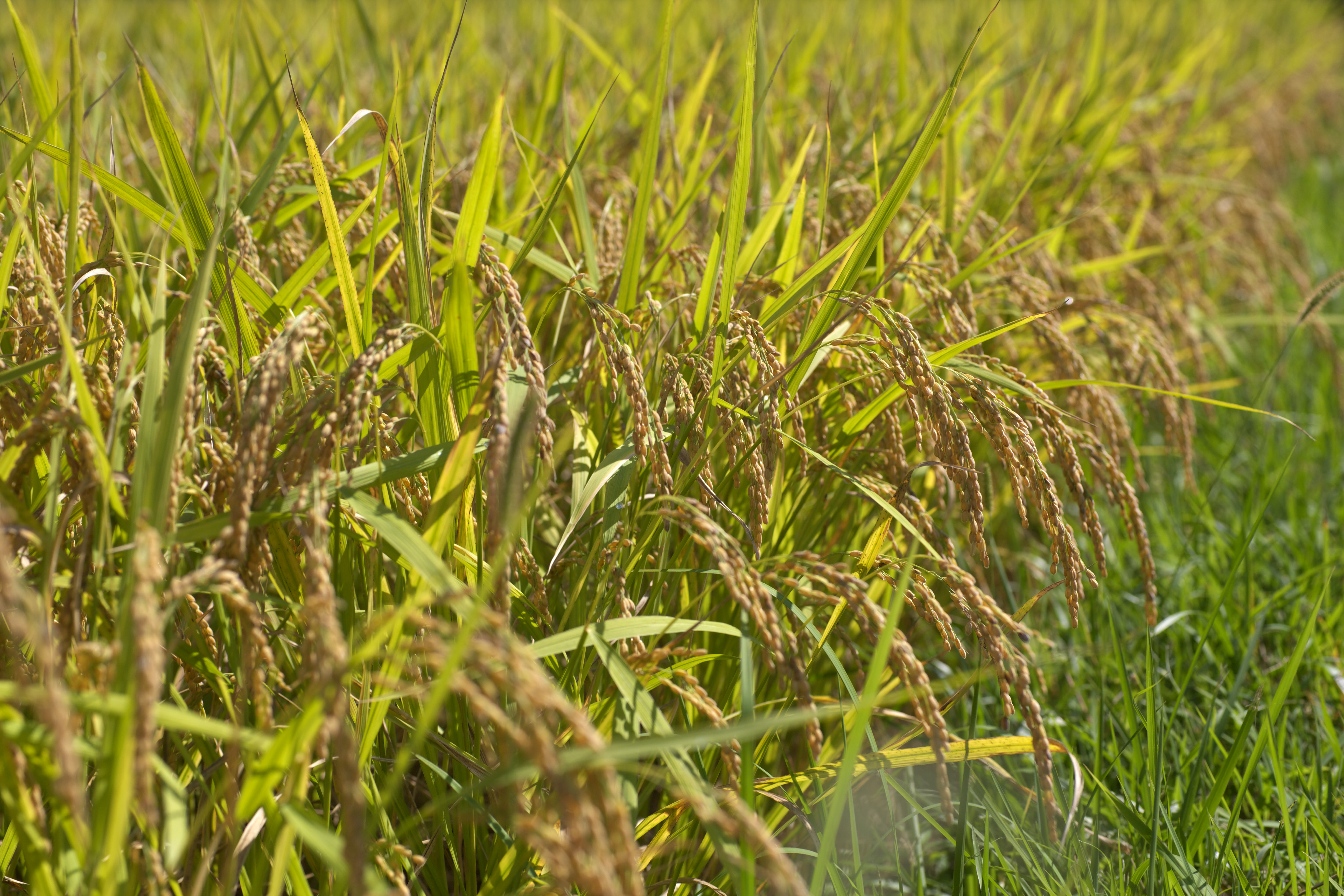 photo,material,free,landscape,picture,stock photo,Creative Commons,An ear of rice grows, Rice, , , 