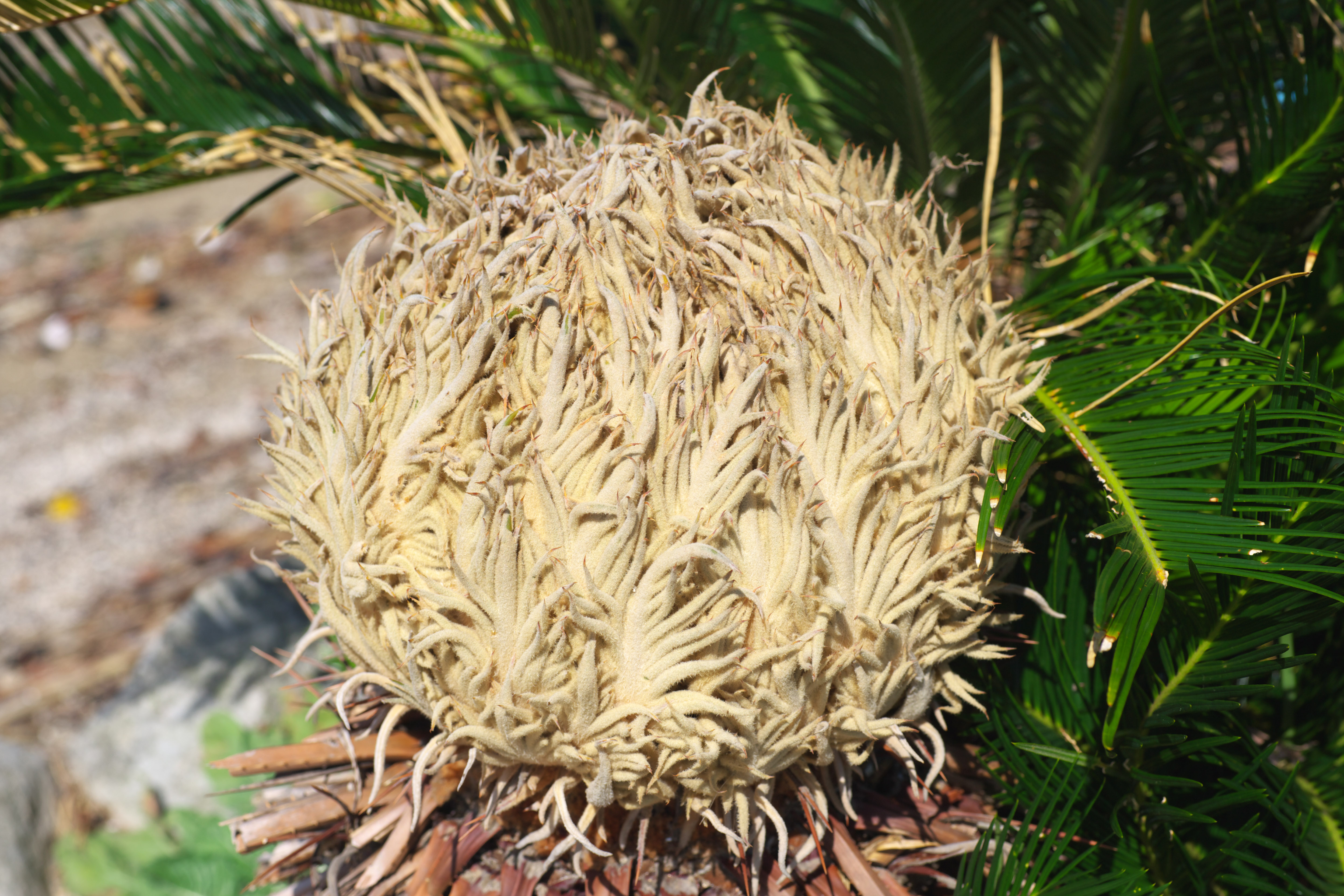 photo,material,free,landscape,picture,stock photo,Creative Commons,A cycad ball, Cycad, , southern country plant, 