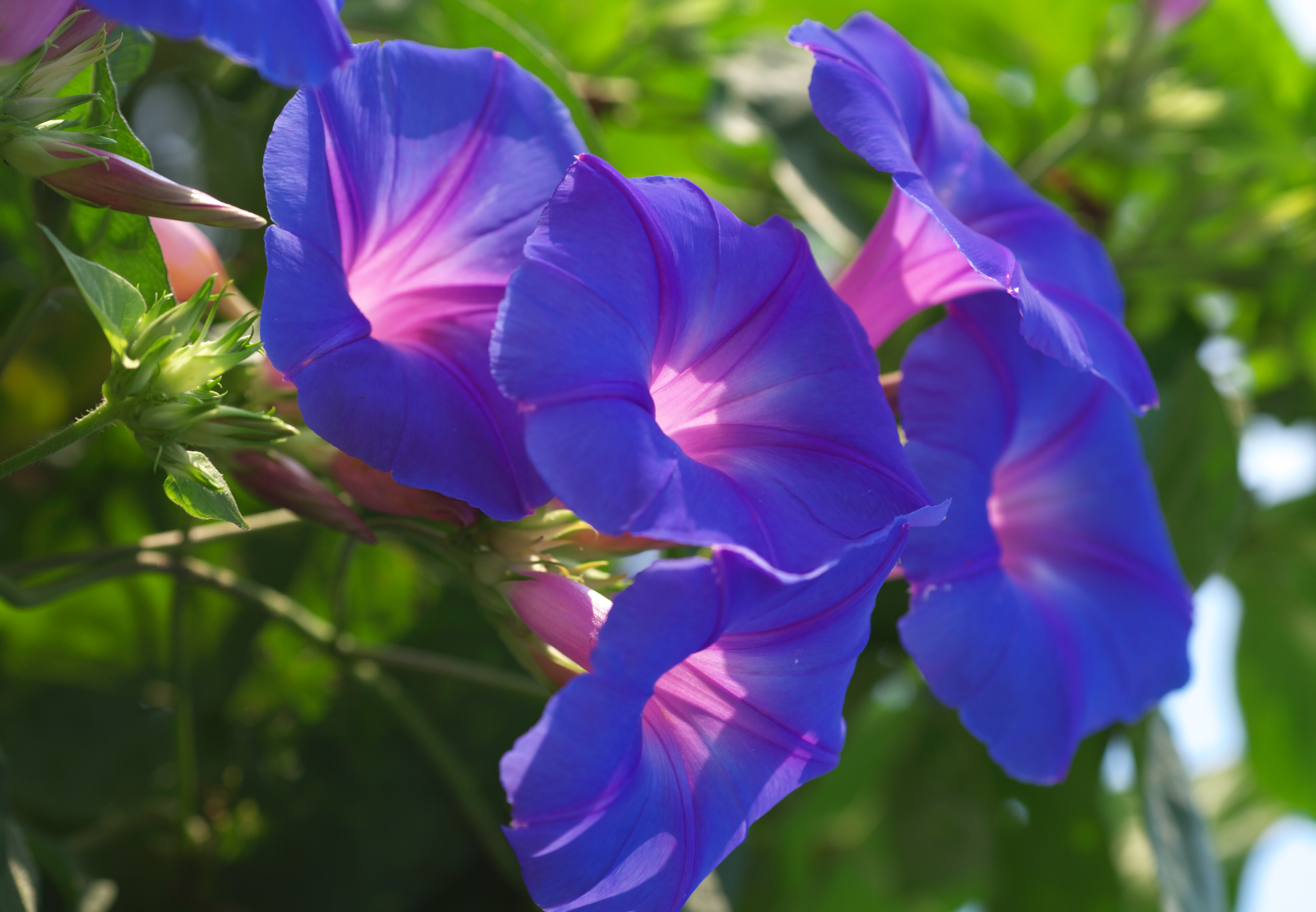 photo,material,free,landscape,picture,stock photo,Creative Commons,Crowd purple to bloom, morning glory, , , trumpet