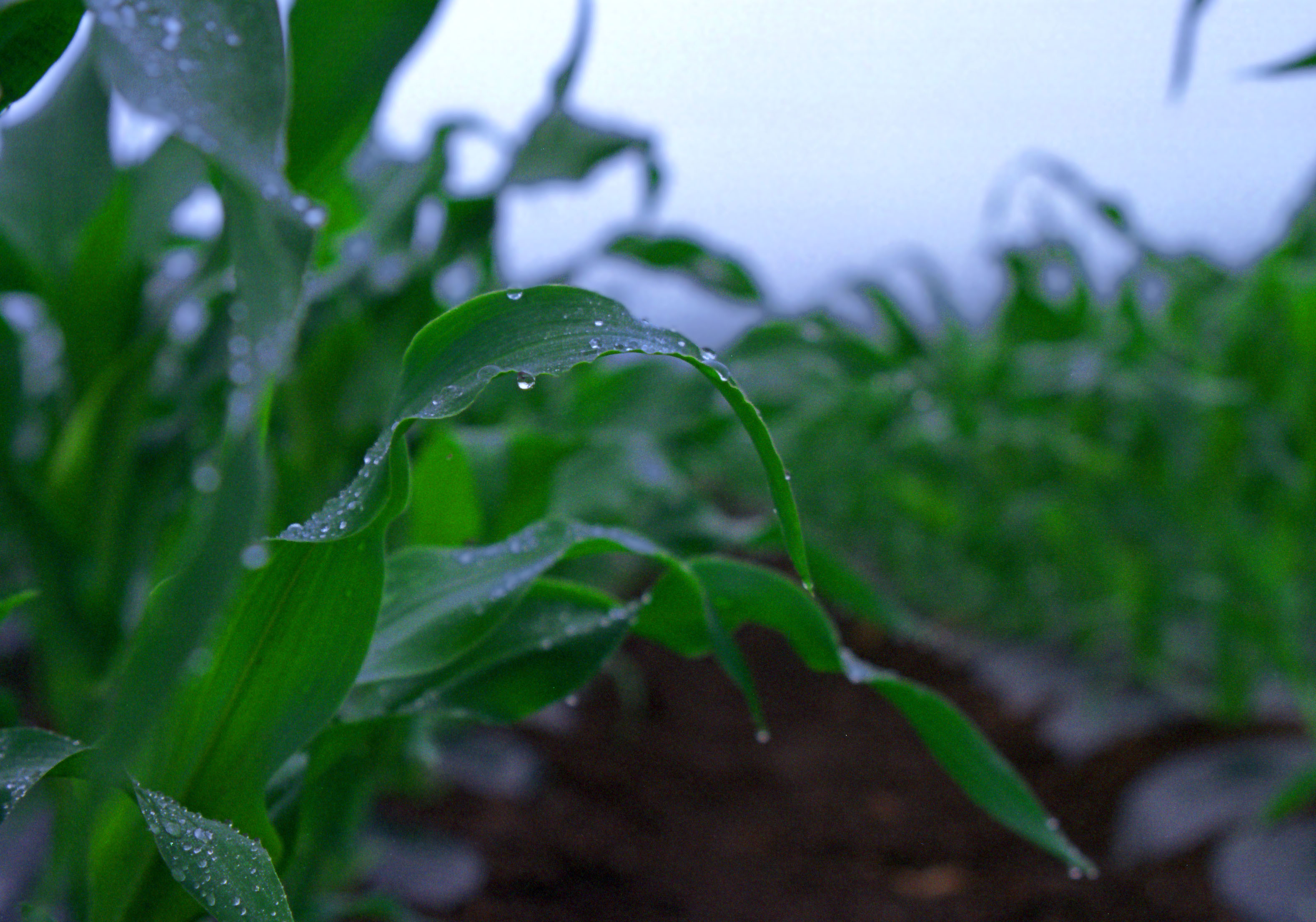 photo,material,free,landscape,picture,stock photo,Creative Commons,Morning cornfield, morning, green, vegetable, 