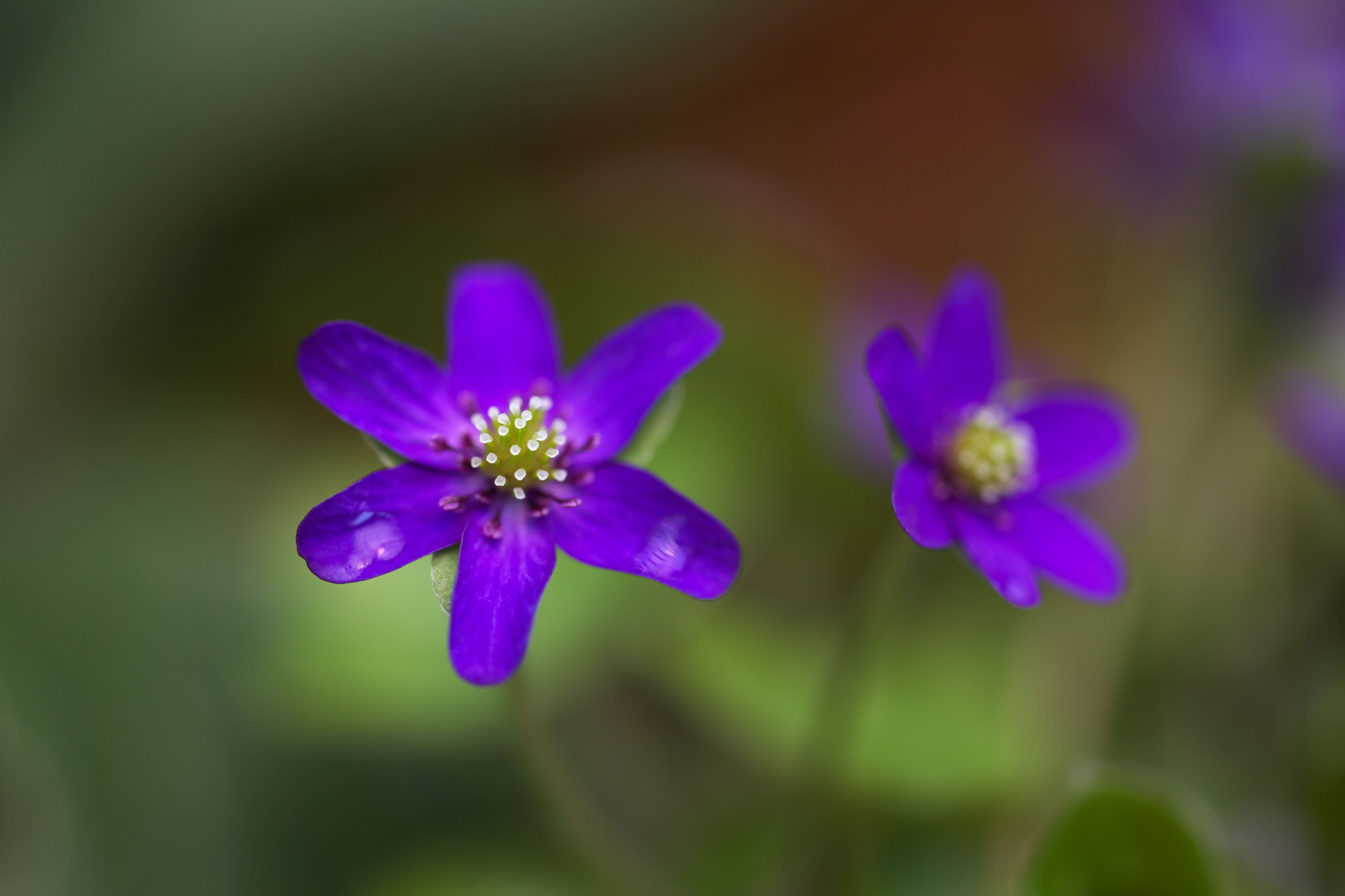 photo,material,free,landscape,picture,stock photo,Creative Commons,Purple and blue flowers, Spring Flowers, Petal, Take, Stamen