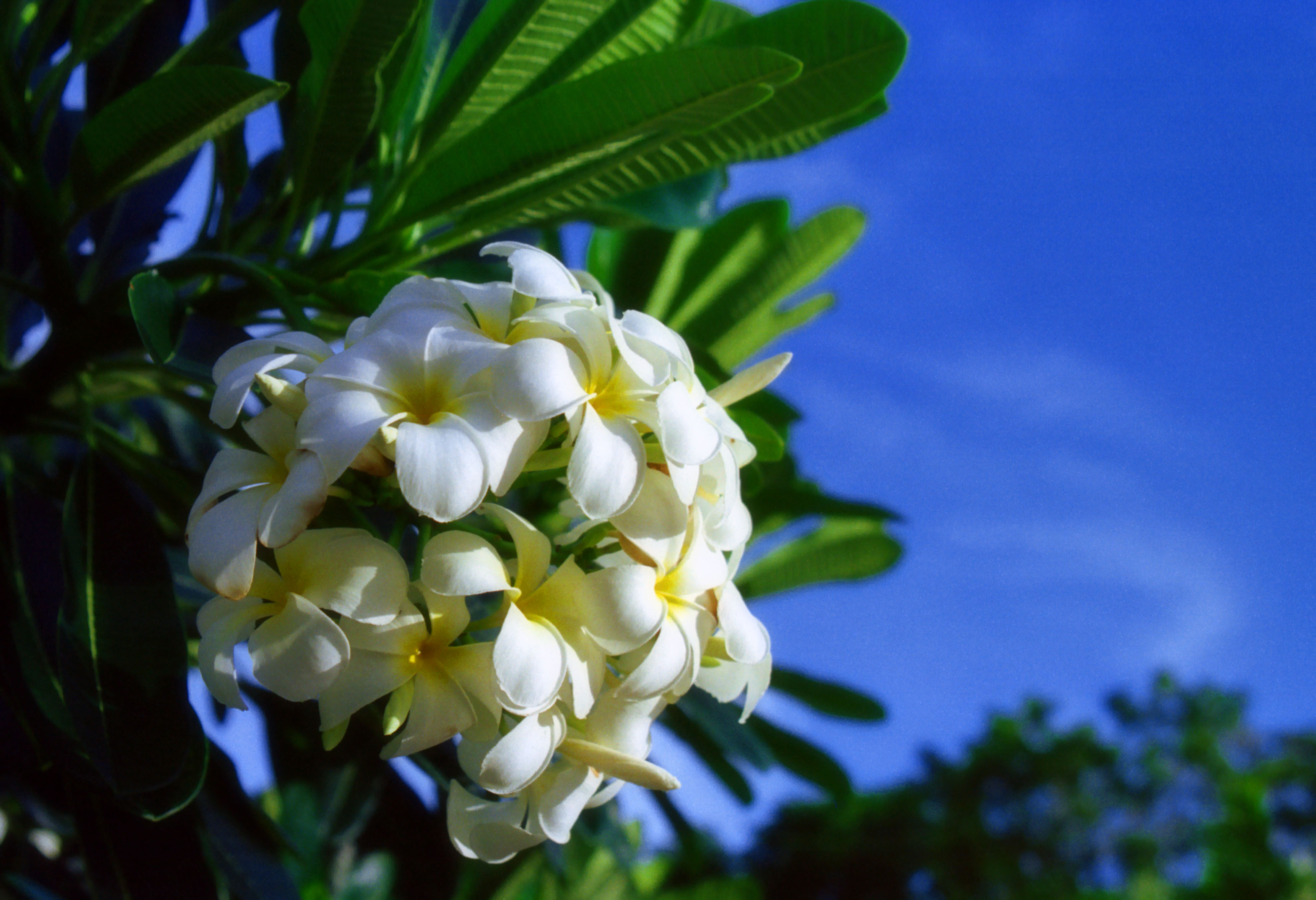 photo,material,free,landscape,picture,stock photo,Creative Commons,Tropical flowers, white, blue sky, , 