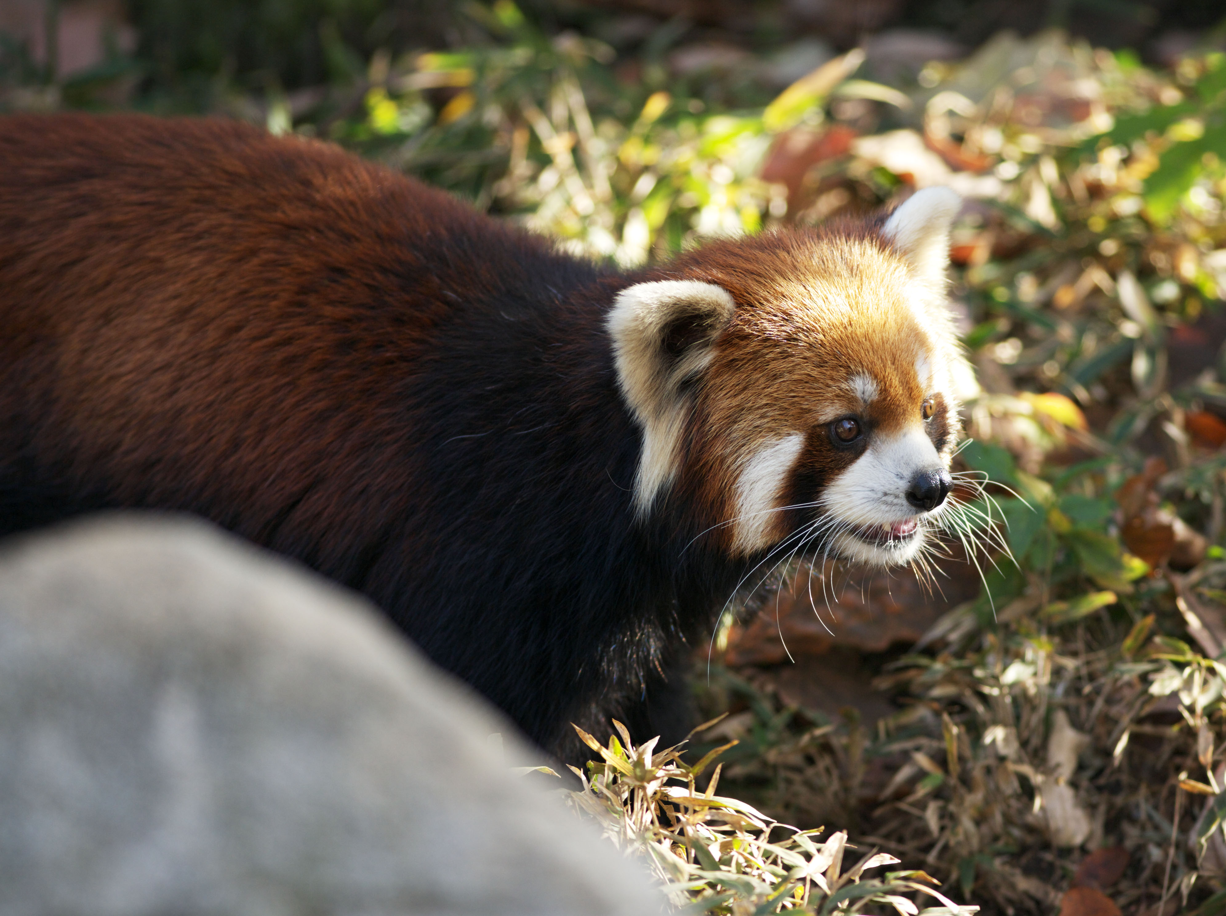 fotografia, materiale, libero il panorama, dipinga, fotografia di scorta,Panda rosso, Panda, PANDA, Panda-un nel, Panda rosso