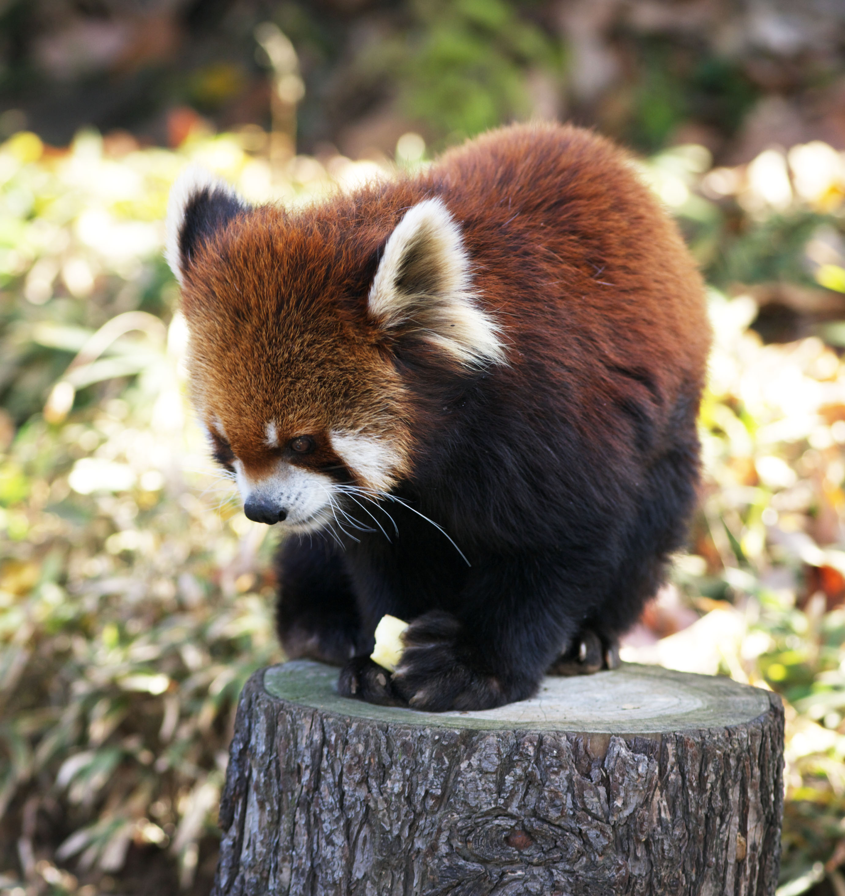 photo, la matire, libre, amnage, dcrivez, photo de la rserve,Panda rouge, Panda, PANDA, PANDA-UN dans le, Panda rouge