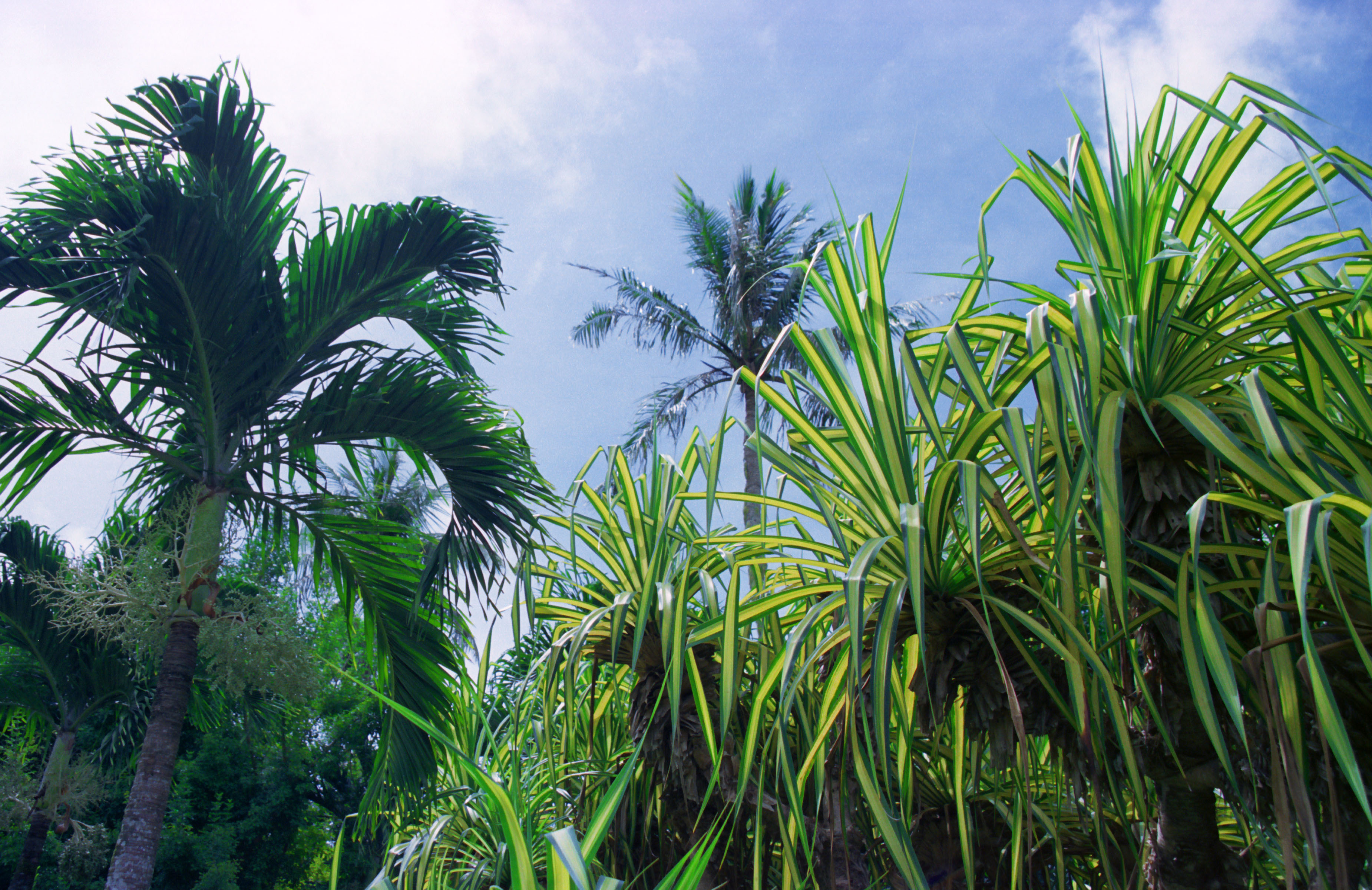 fotografia, materiale, libero il panorama, dipinga, fotografia di scorta,Intervallo esposto al sole in una giungla, albero, verde, cielo blu, 