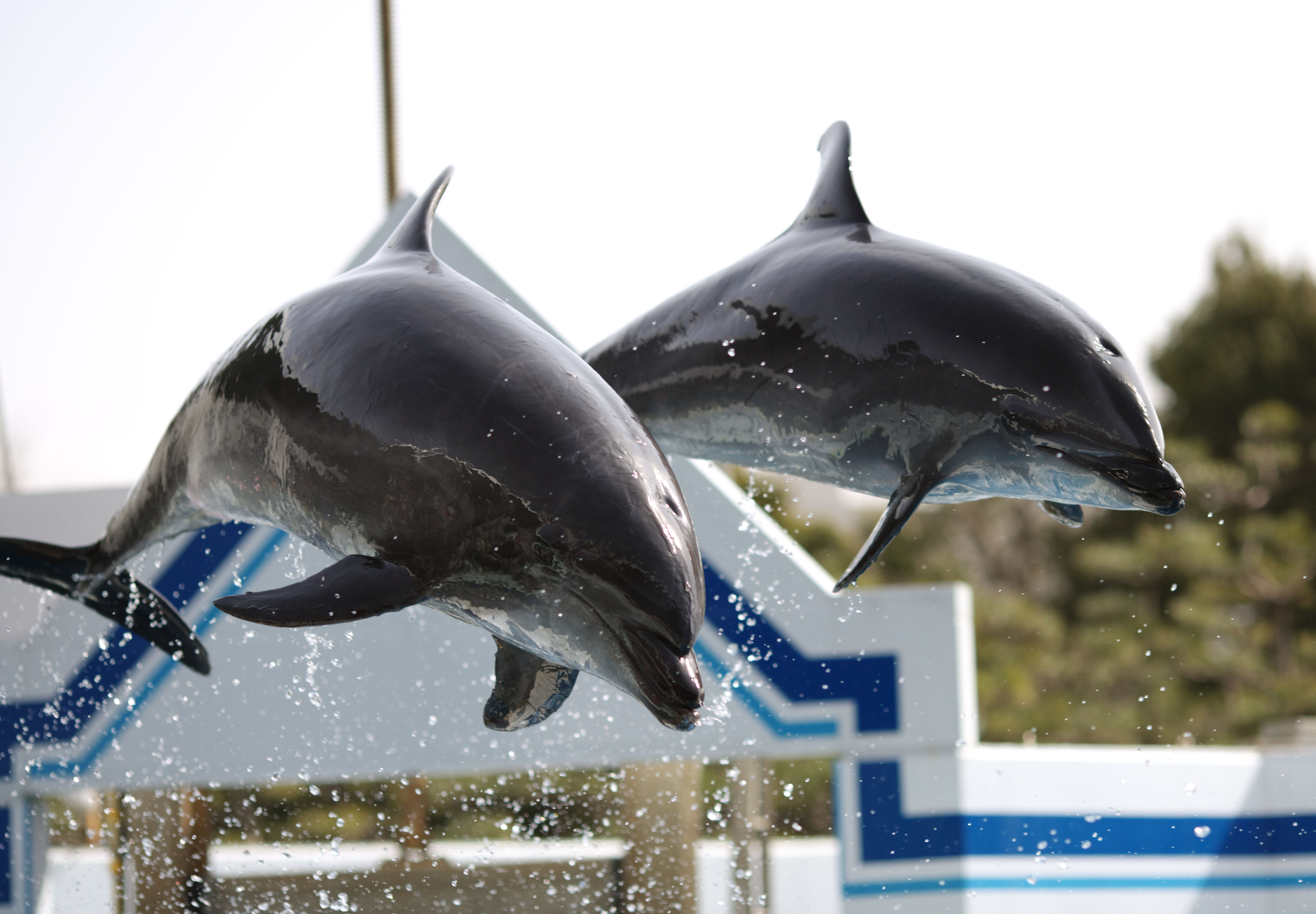 ゆんフリー写真素材集 No 54 イルカのジャンプ 日本 東京