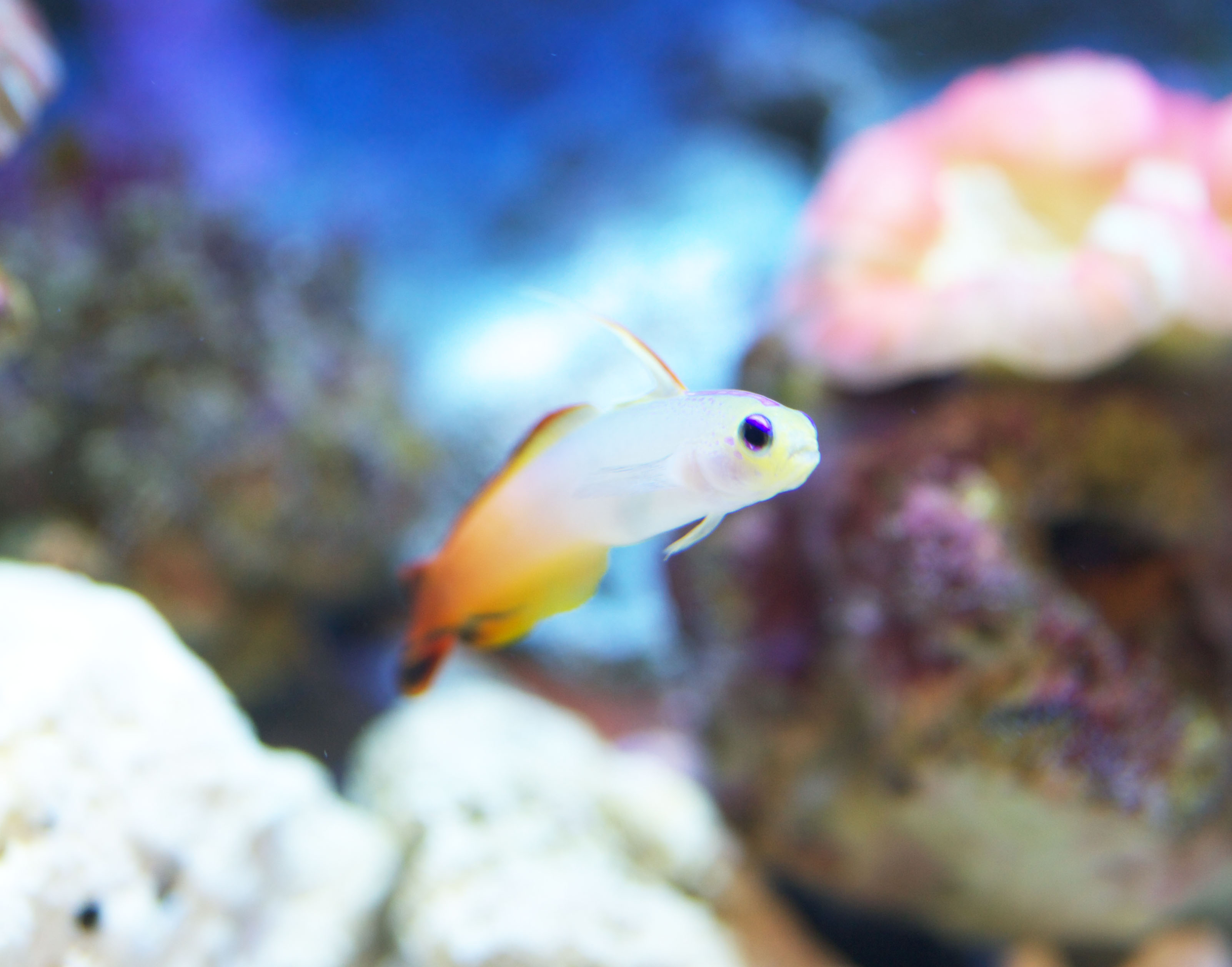 photo,material,free,landscape,picture,stock photo,Creative Commons,HATATATEHAZE, Tropical fish, Coral reef, Goby, Orange