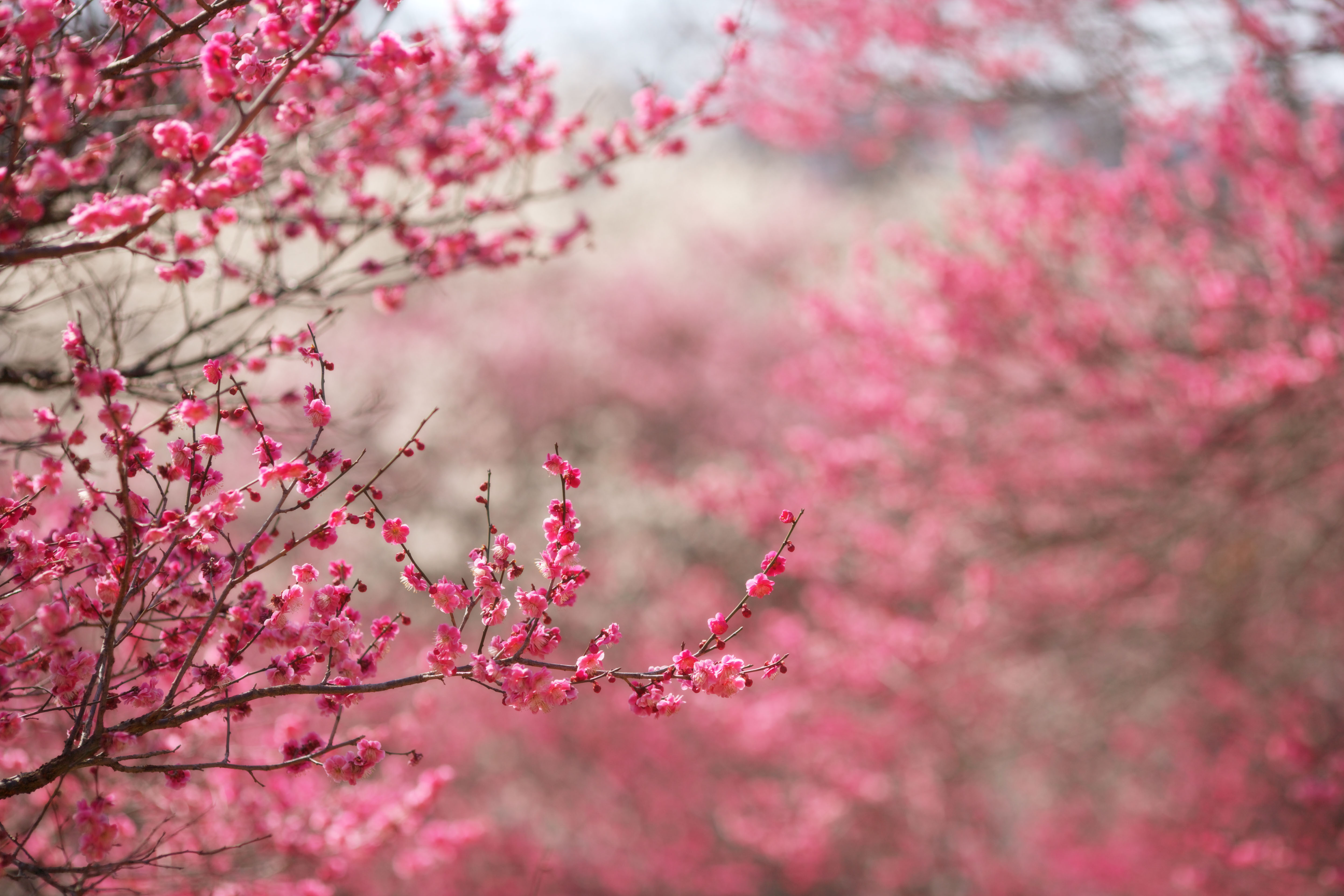 photo,material,free,landscape,picture,stock photo,Creative Commons,Plum Orchard's Red Plum Flower, UME, Plums, Plum, Branch