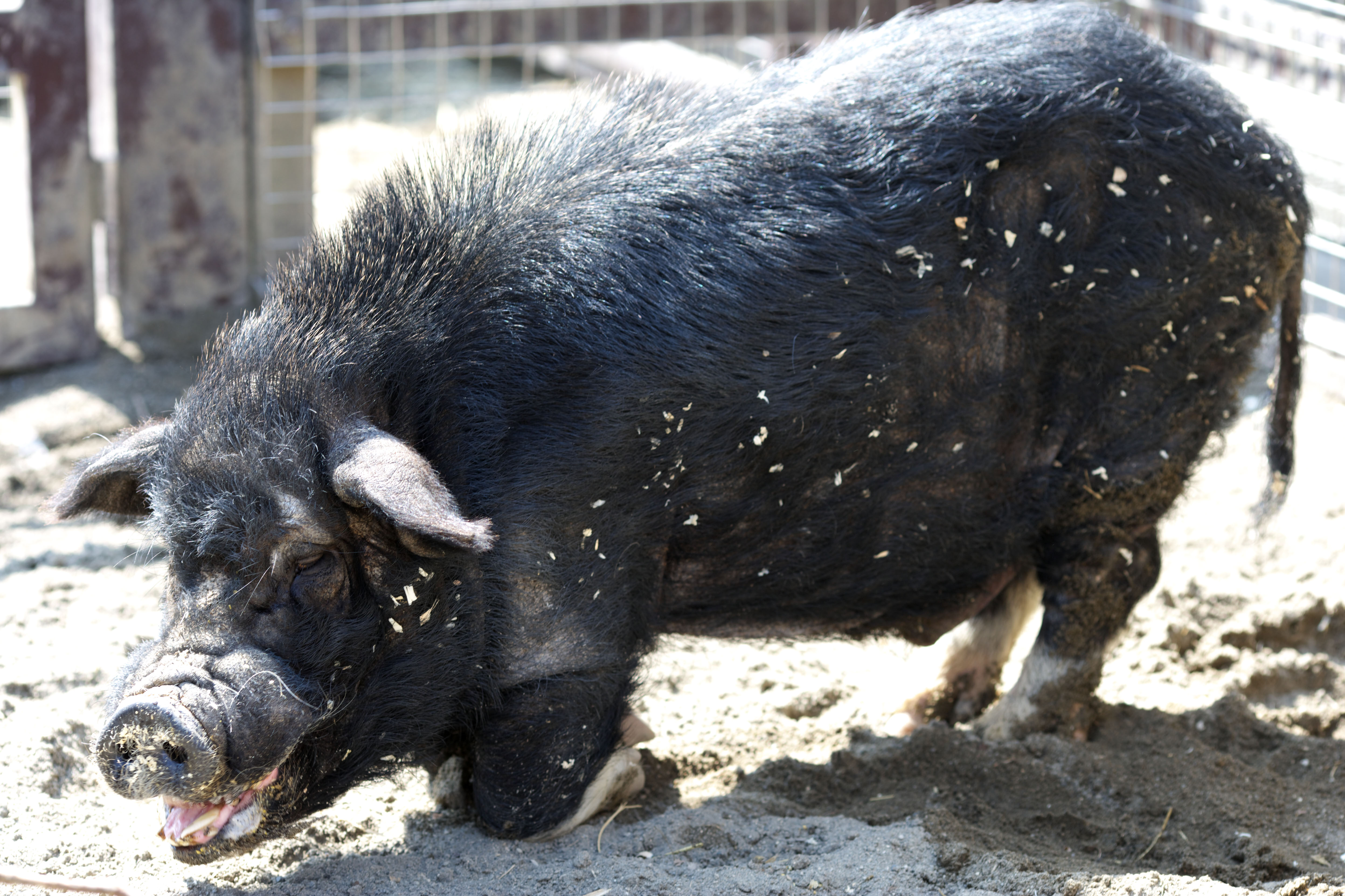 photo,material,free,landscape,picture,stock photo,Creative Commons,Mini Pig, Cover, Pig, , Pork