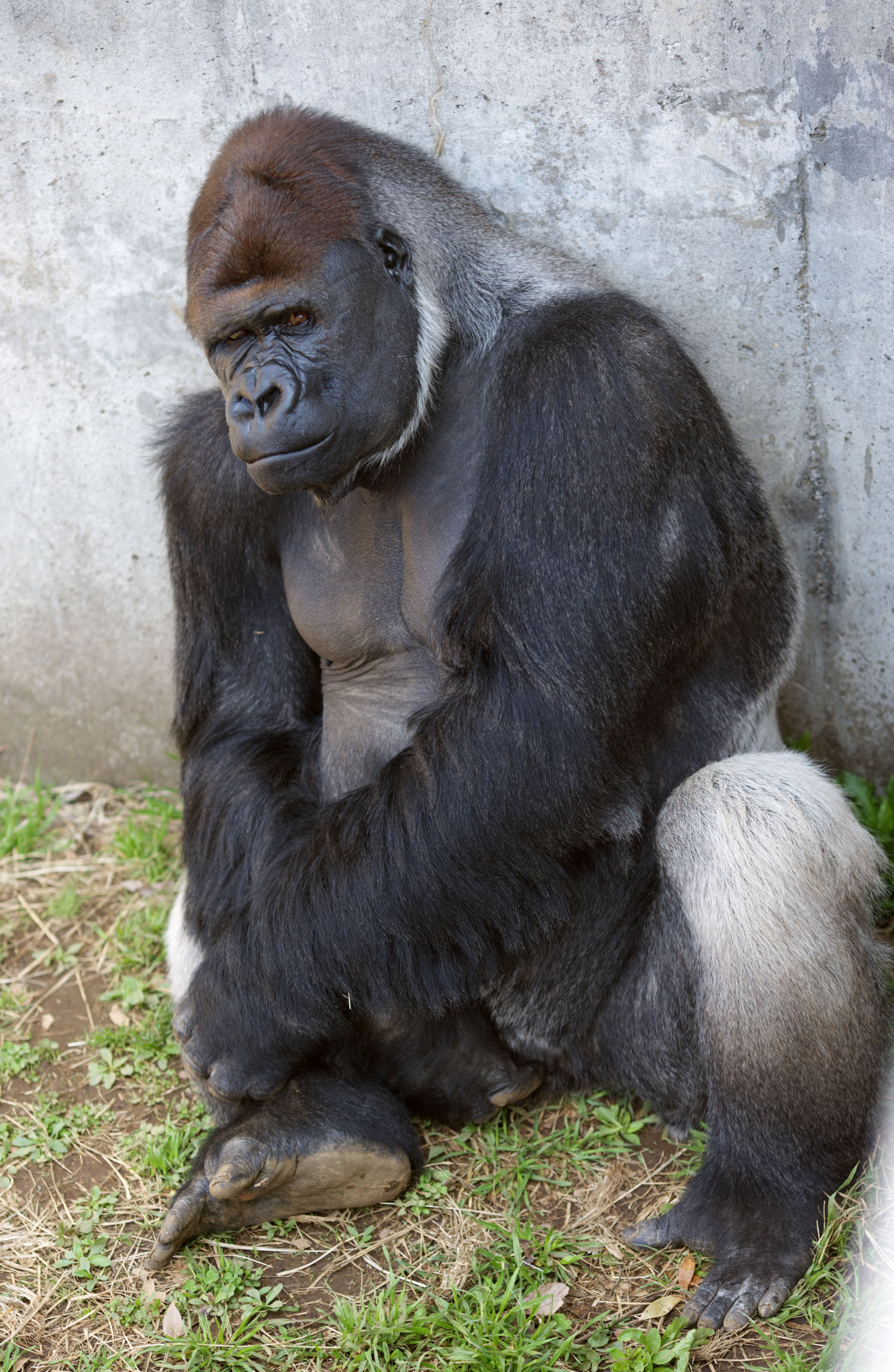 Foto, materiell, befreit, Landschaft, Bild, hat Foto auf Lager,Gorilla, Sie GORI, Gorilla, Hominid, Silverback