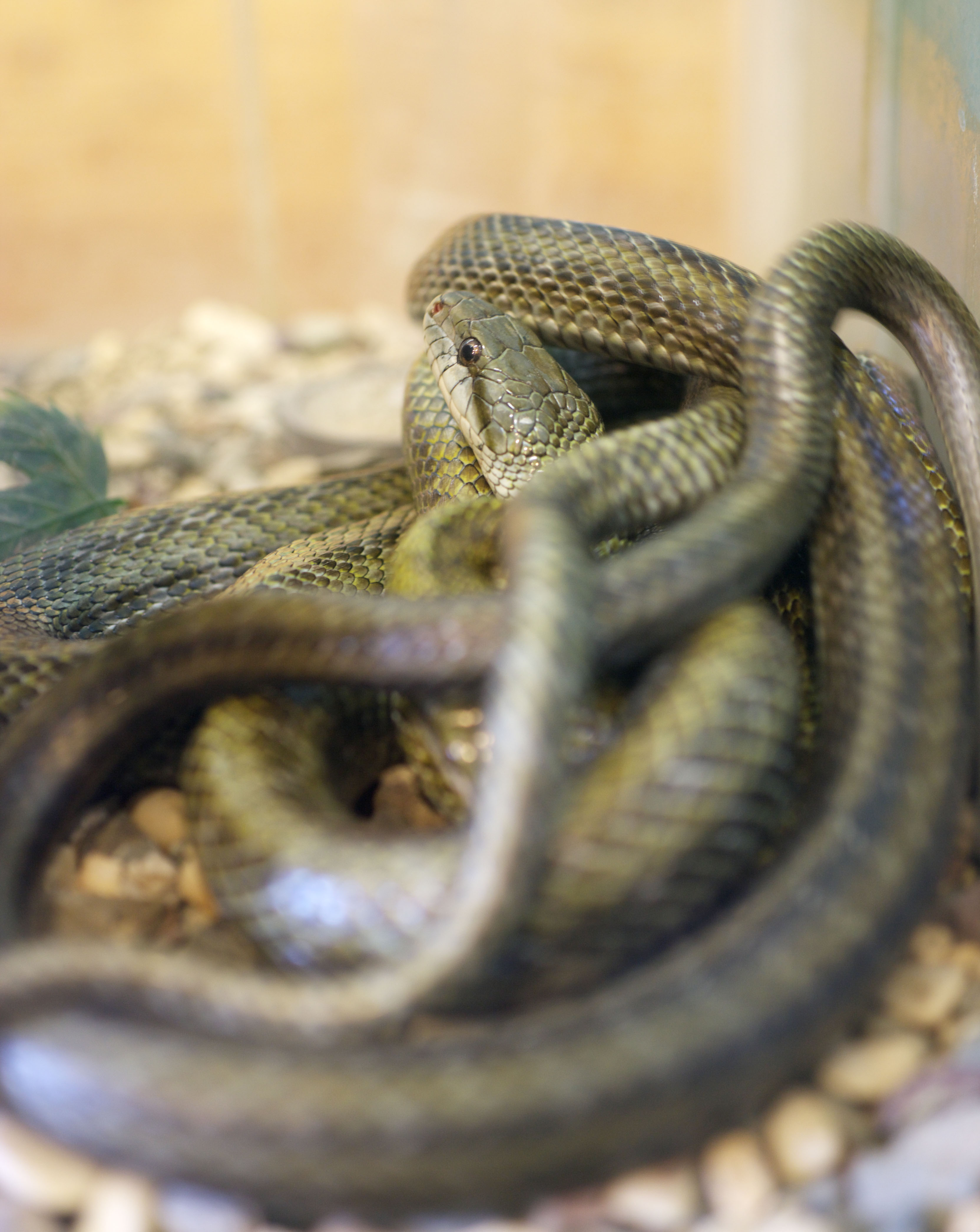 photo,material,free,landscape,picture,stock photo,Creative Commons,Japanese Rat Snake, Snake, , , Reptile