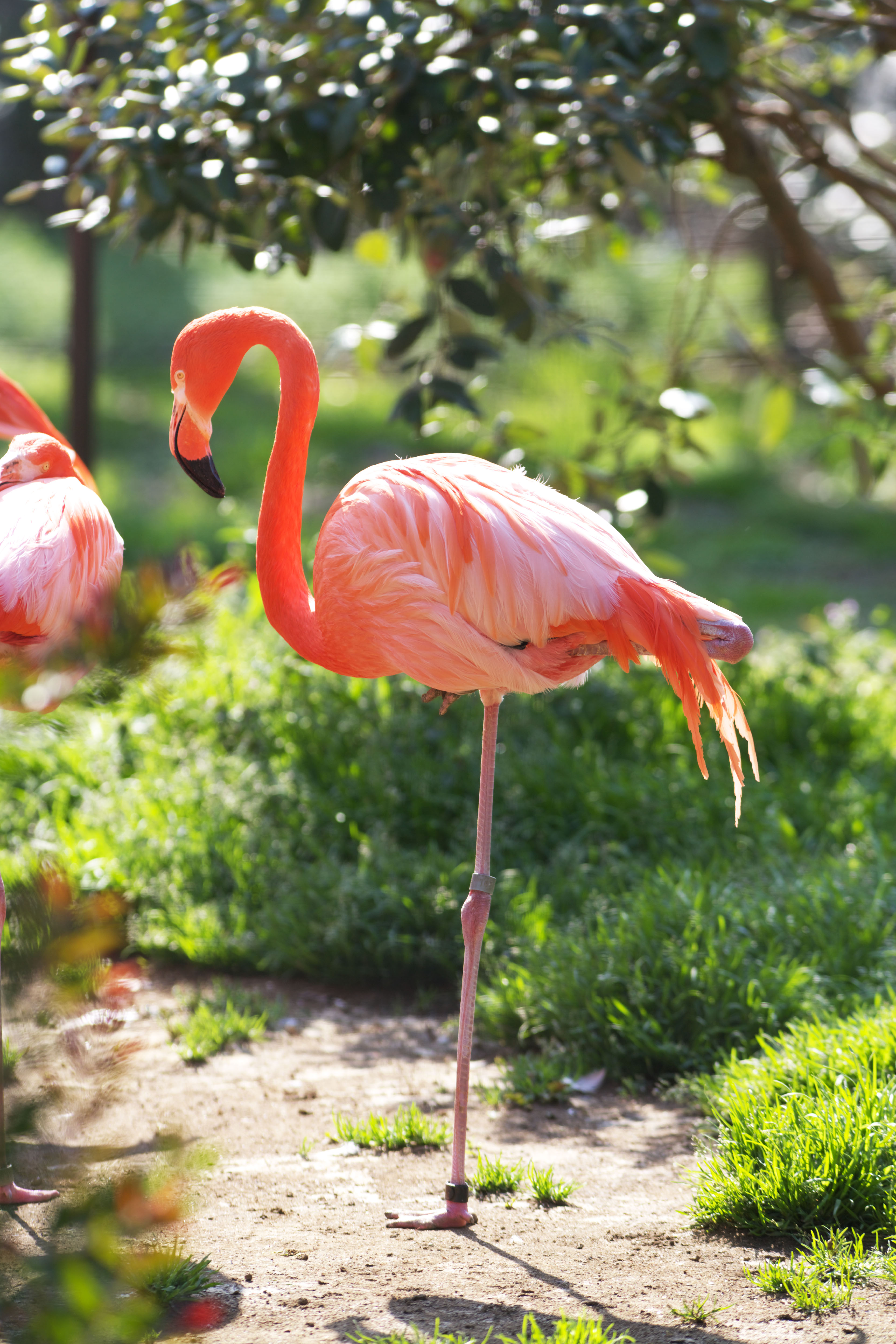 , , , , ,  .,, Flamingo, leg,  , 